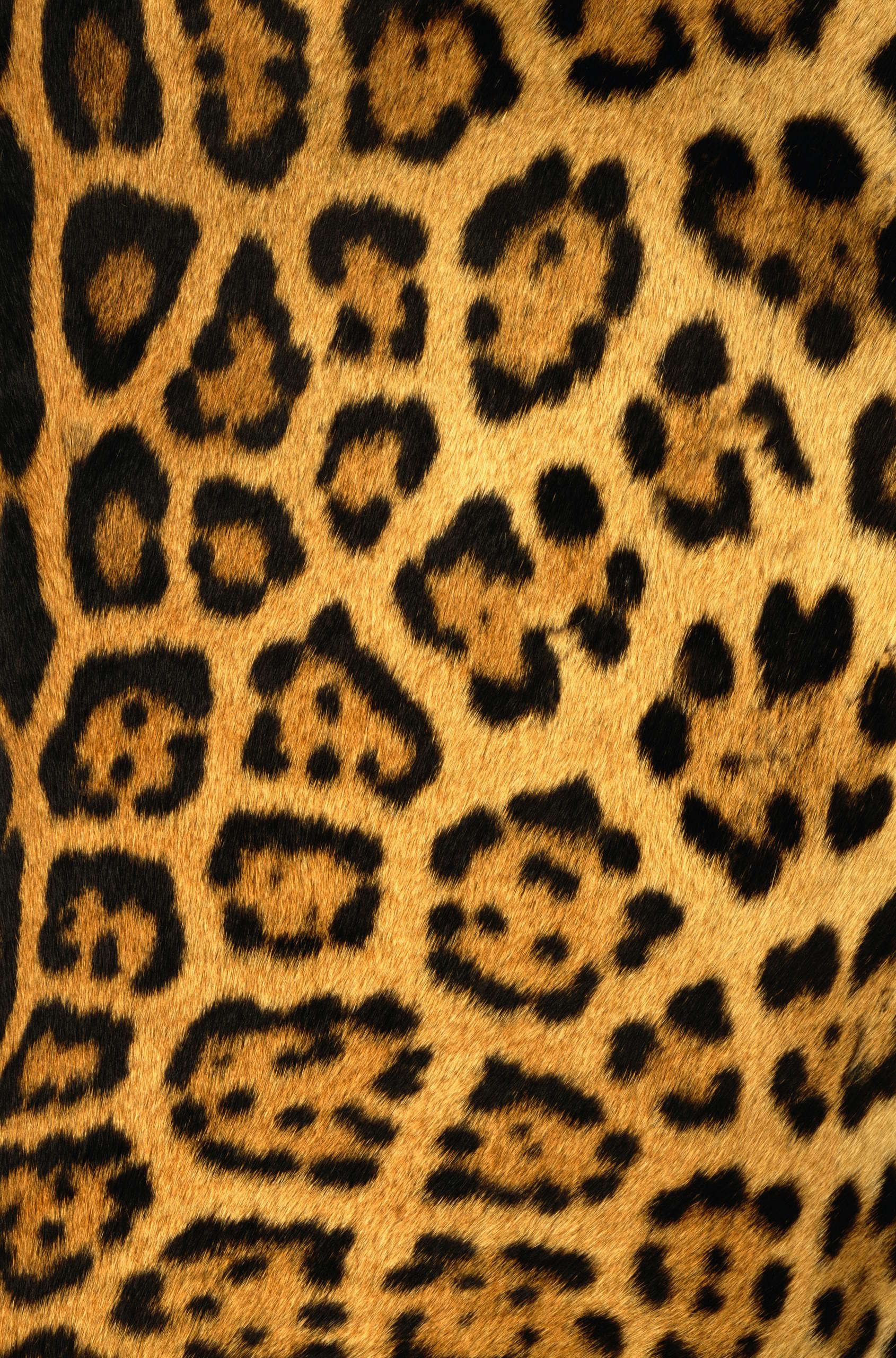 11559 скачать обои леопарды, фон, оранжевые - заставки и картинки бесплатно