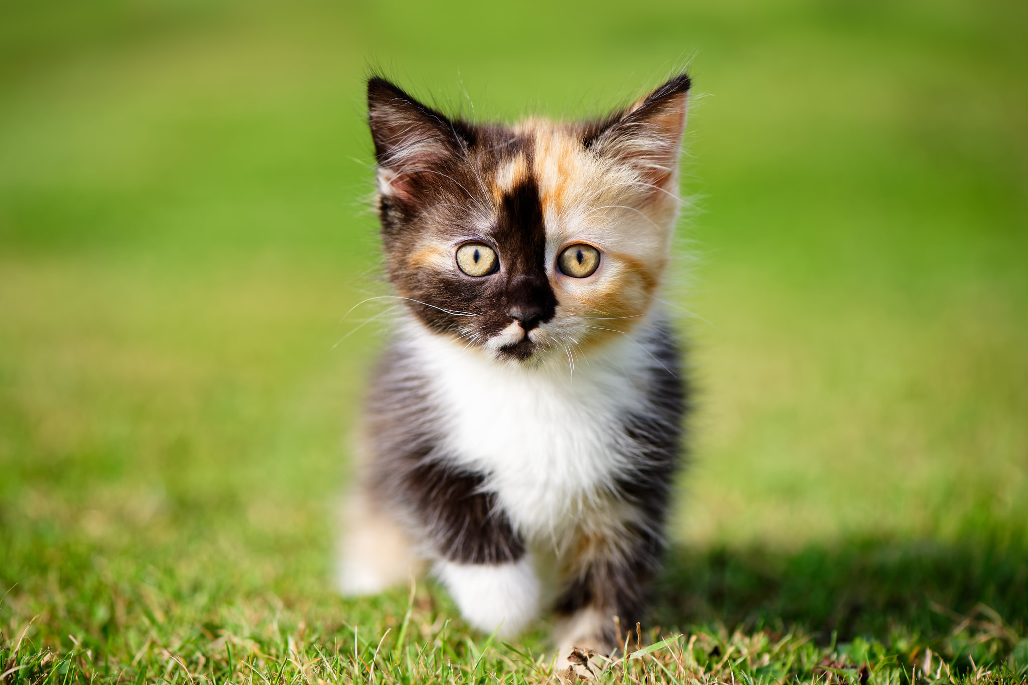 Download mobile wallpaper Cats, Cat, Kitten, Animal, Cute, Baby Animal for free.