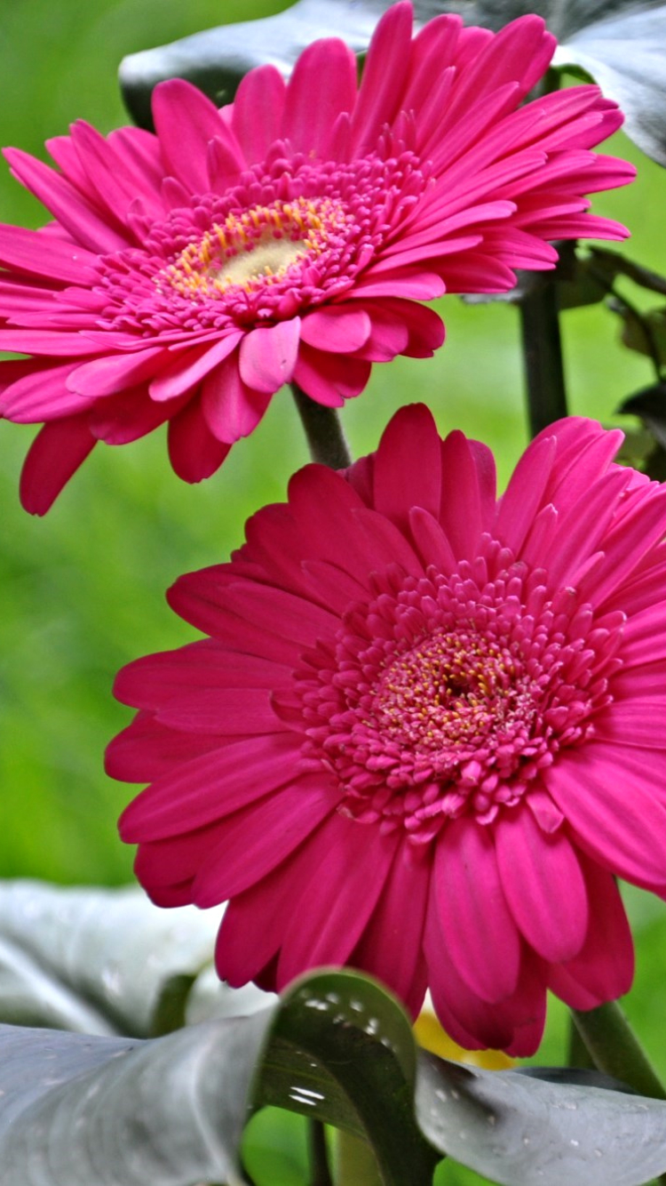Download mobile wallpaper Nature, Flowers, Flower, Macro, Earth, Gerbera, White Flower, Pink Flower for free.
