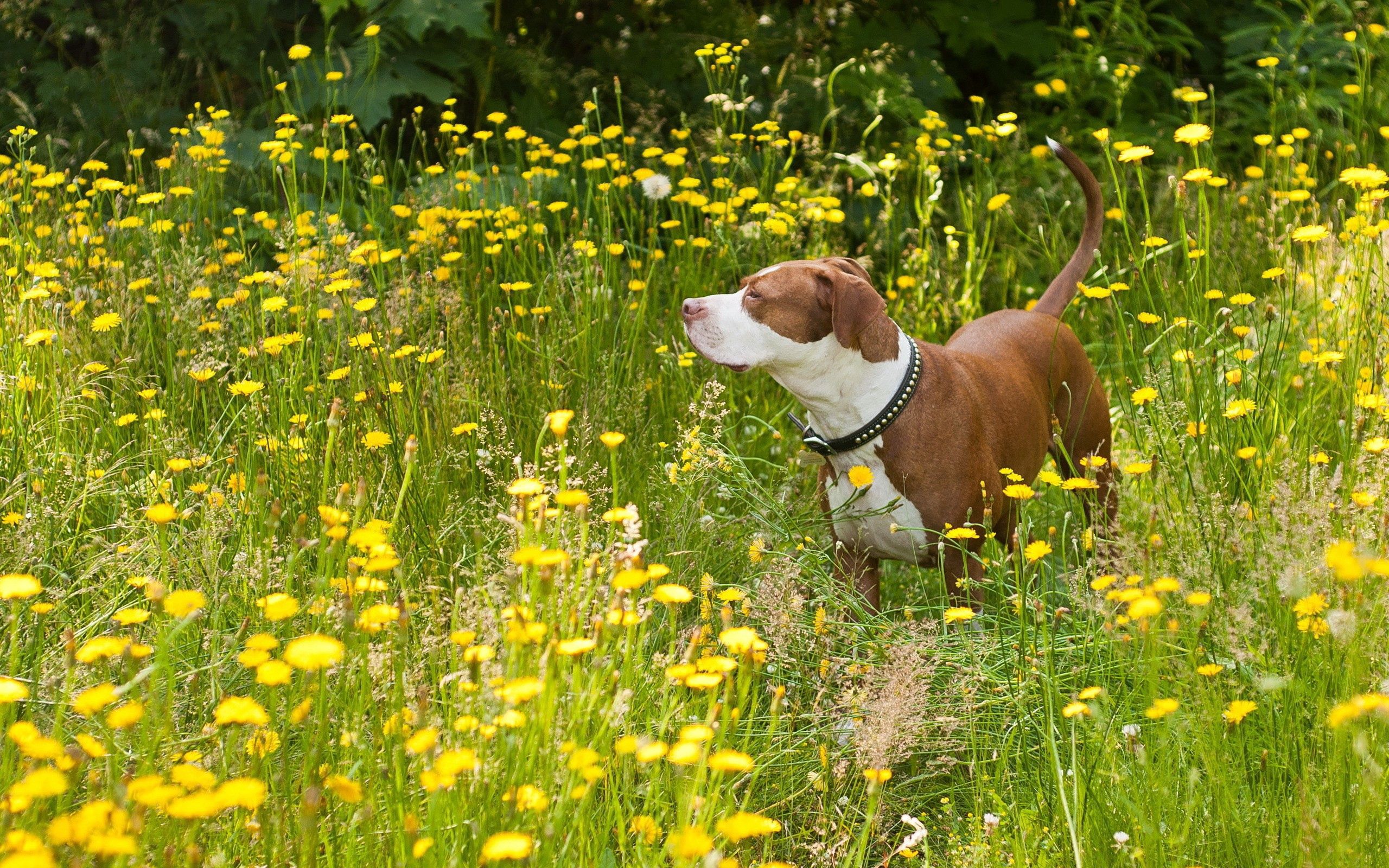 Download mobile wallpaper Grass, Dog, Animals, Flowers for free.