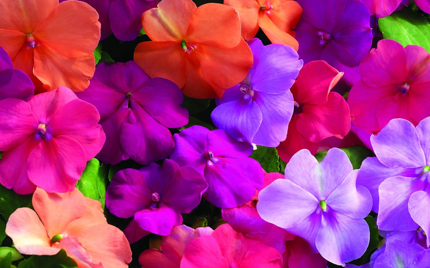 Download mobile wallpaper Flowers, Flower, Close Up, Earth, Colors, Colorful, Purple Flower, Orange Flower for free.