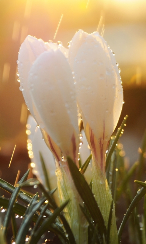 Download mobile wallpaper Nature, Flower, Close Up, Earth, Crocus, Water Drop for free.