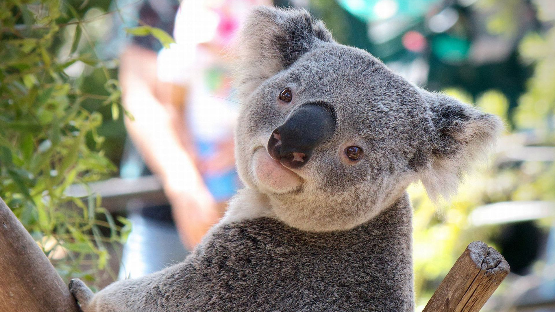 230969 télécharger le fond d'écran koala, animaux - économiseurs d'écran et images gratuitement
