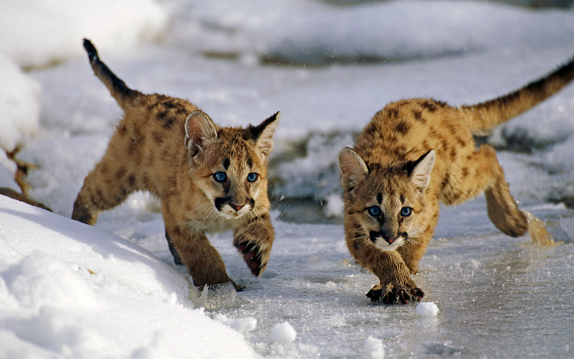 Download mobile wallpaper Cats, Lion, Animal, Cute, Cougar, Blue Eyes, Baby Animal, Cub for free.