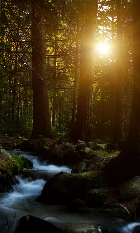 Handy-Wallpaper Wald, Erde/natur kostenlos herunterladen.