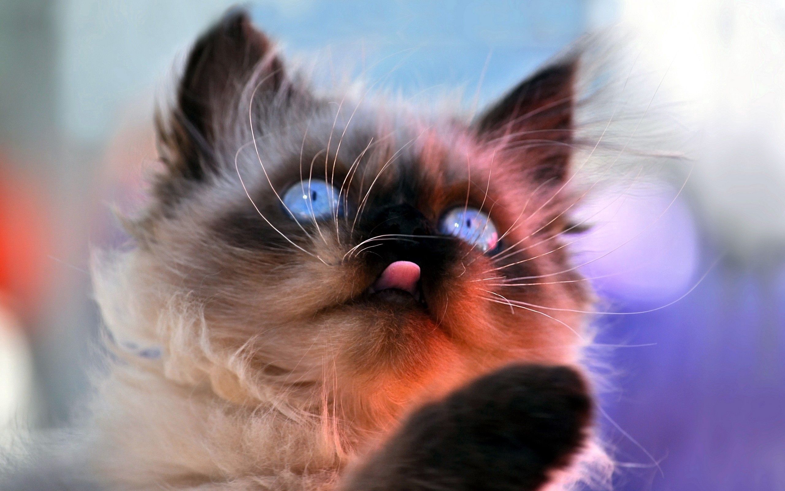 Free download wallpaper Fluffy, Muzzle, Language, Tongue, Animals, Kitty, Kitten on your PC desktop