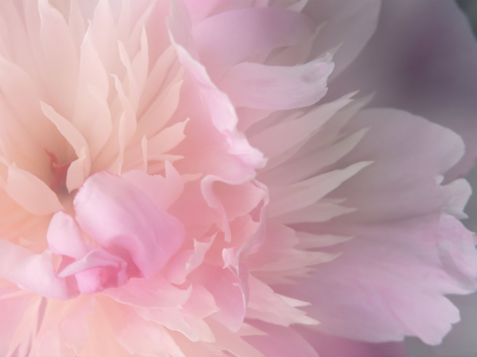 1920x1080 Background paints, abstract, flower, light, petals, lines, light coloured