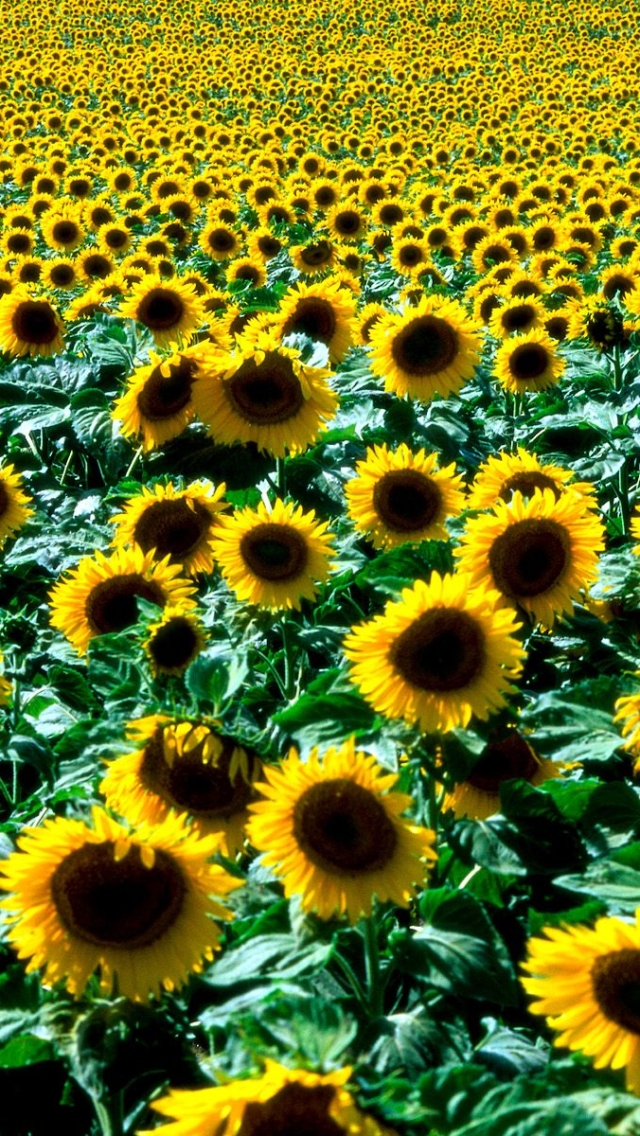 Download mobile wallpaper Flowers, Earth, Sunflower for free.