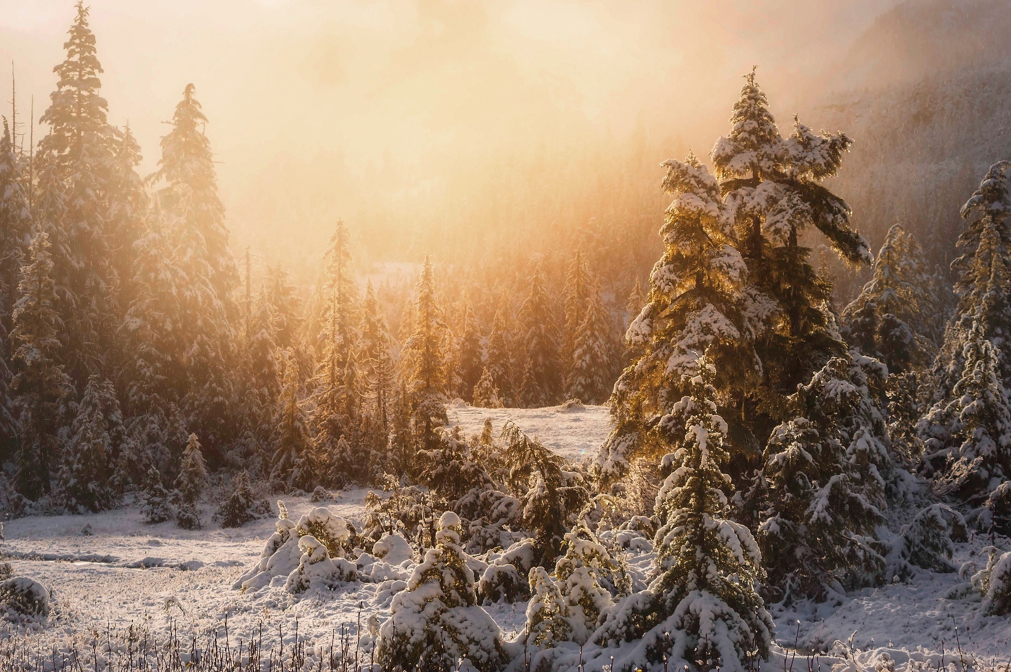 Téléchargez gratuitement l'image Hiver, Forêt, Arbre, La Nature, Terre/nature, Neiger sur le bureau de votre PC