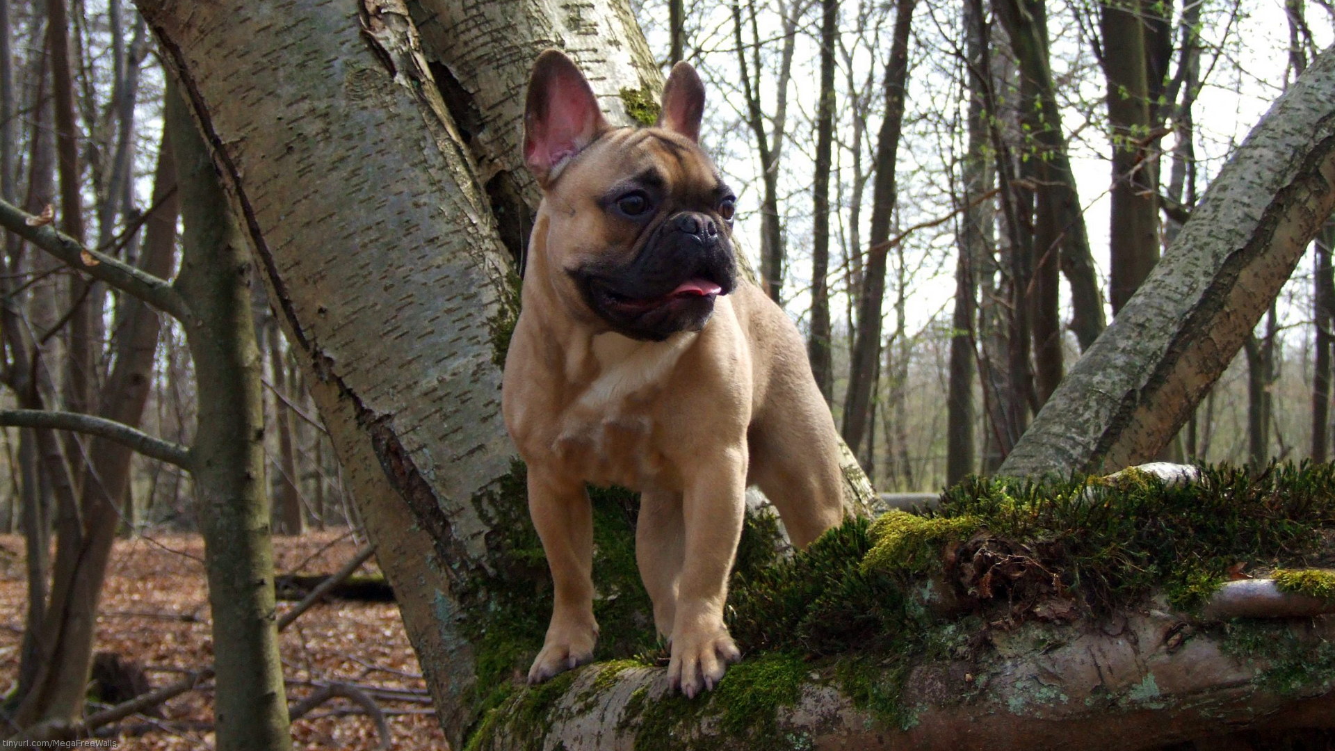 Laden Sie das Tiere, Hund, Französisch Bulldogge, Welpe-Bild kostenlos auf Ihren PC-Desktop herunter