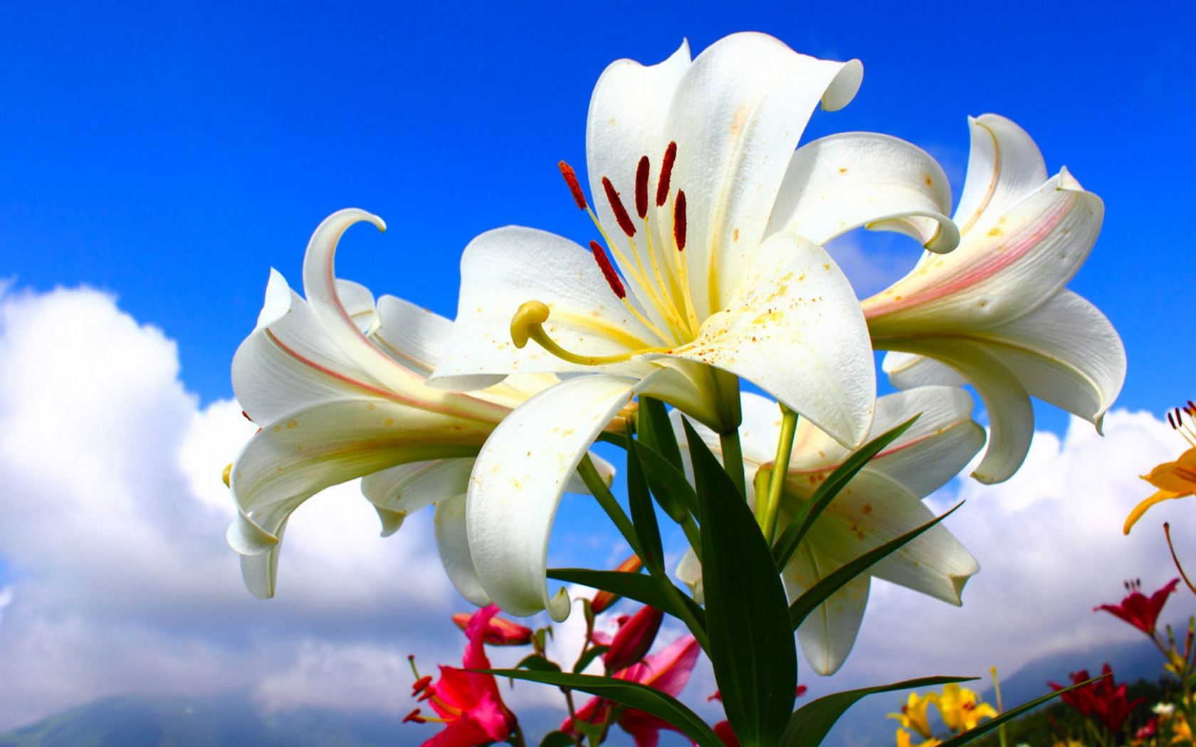 Baixe gratuitamente a imagem Lírio, Flores, Flor, Terra/natureza na área de trabalho do seu PC