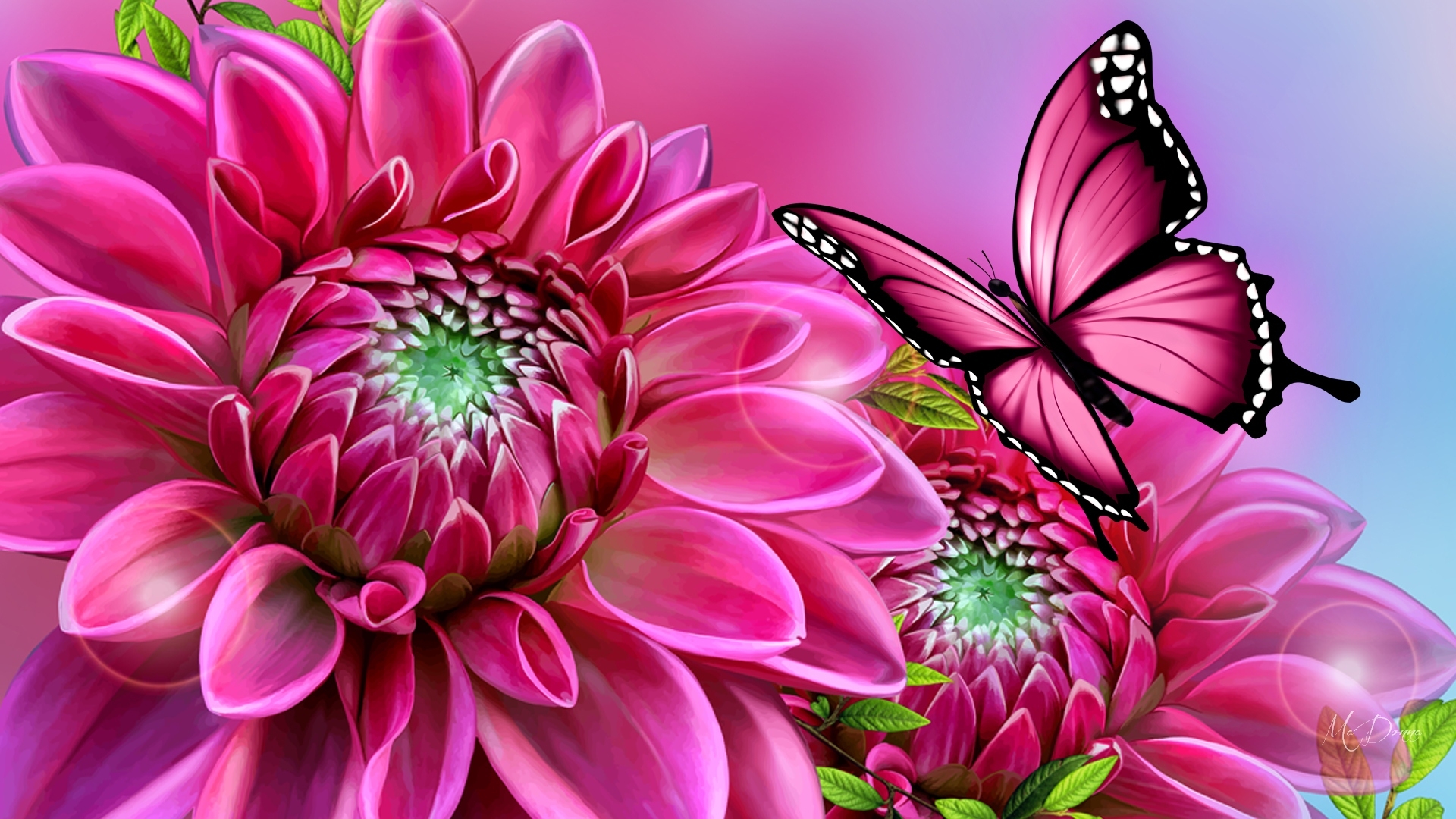 PCデスクトップに蝶, ピンク, 花, ダリア, 芸術的画像を無料でダウンロード