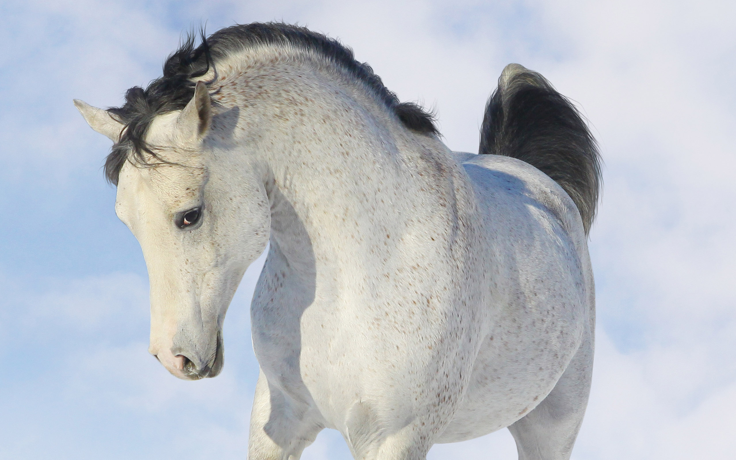 Téléchargez gratuitement l'image Animaux, Cheval sur le bureau de votre PC