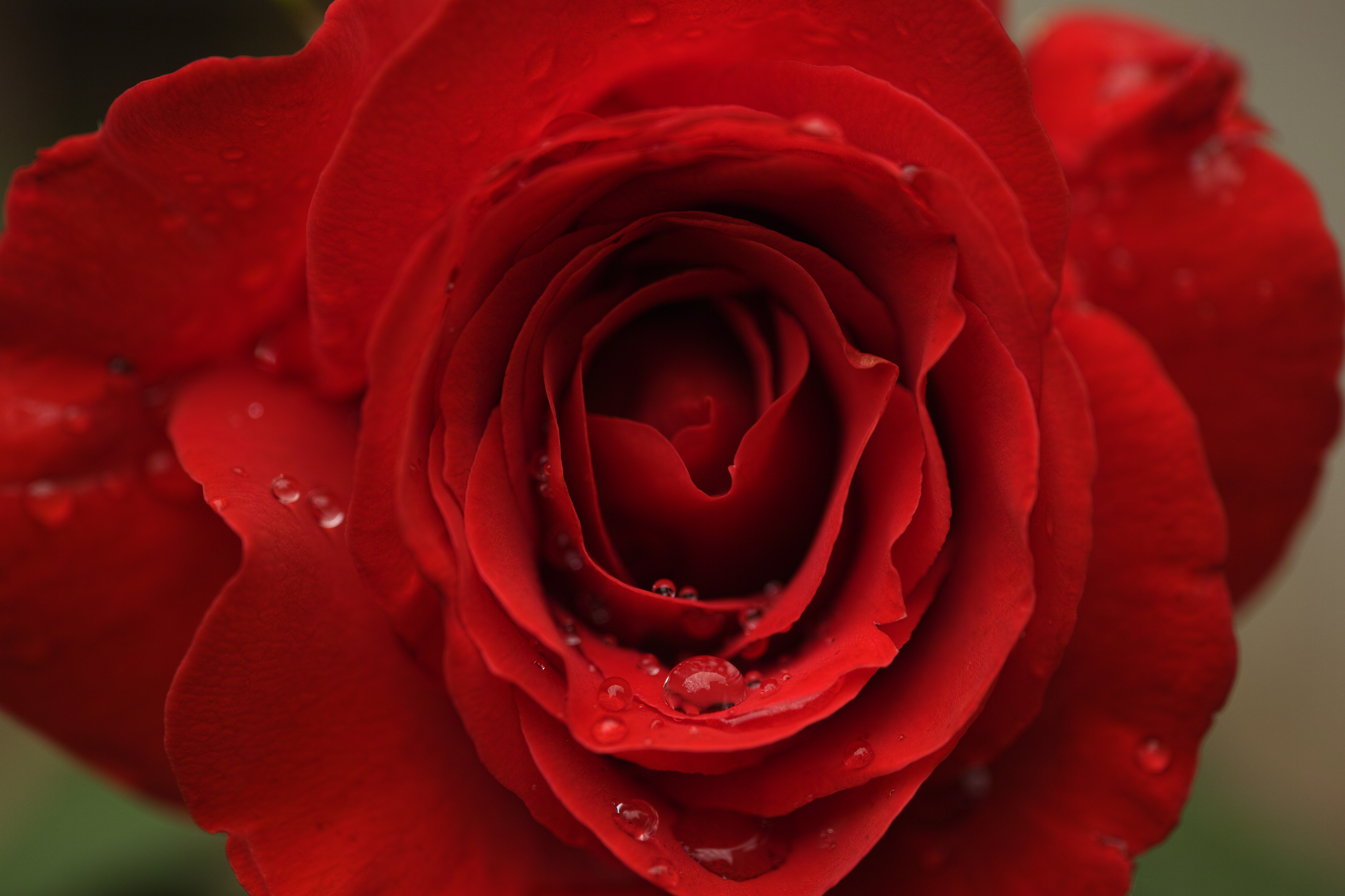 Téléchargez des papiers peints mobile Macro, Pétales, Fleurs, Drops, Une Rose, Rose gratuitement.