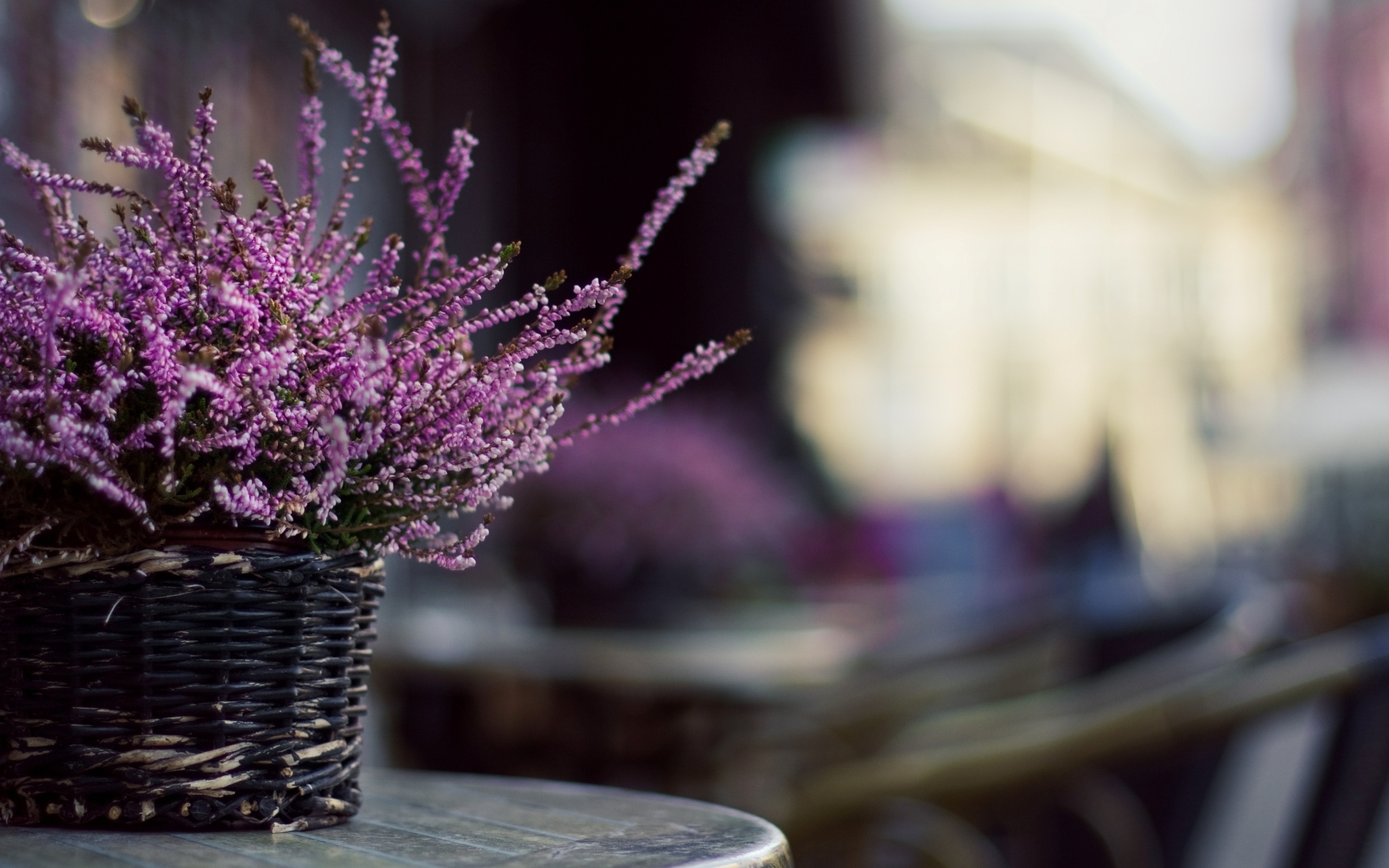 Laden Sie das Pflanzen, Blumen, Bouquets-Bild kostenlos auf Ihren PC-Desktop herunter