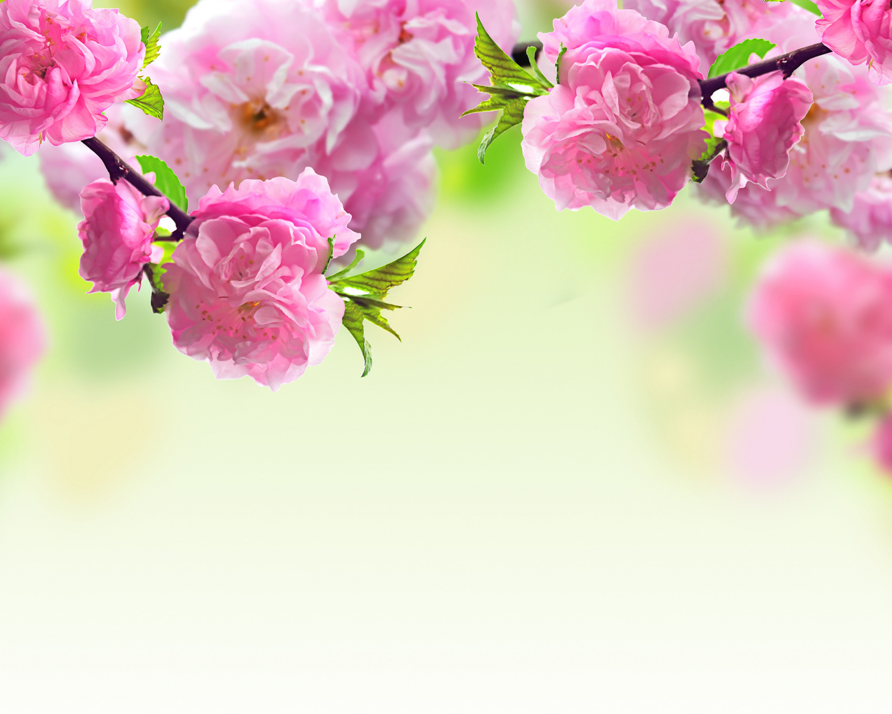 Скачати мобільні шпалери Рослини, Квіти безкоштовно.