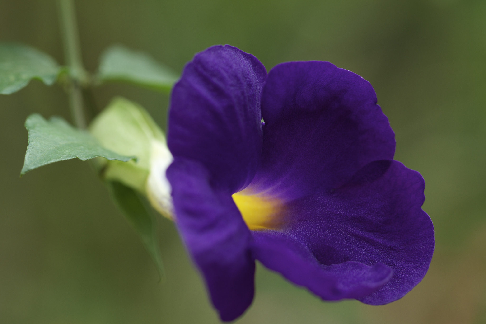 Téléchargez gratuitement l'image Fleurs, Fleur, Terre/nature sur le bureau de votre PC