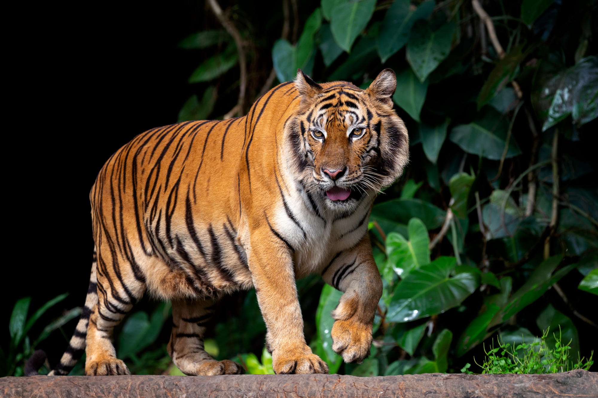 Téléchargez gratuitement l'image Chats, Animaux, Tigre sur le bureau de votre PC