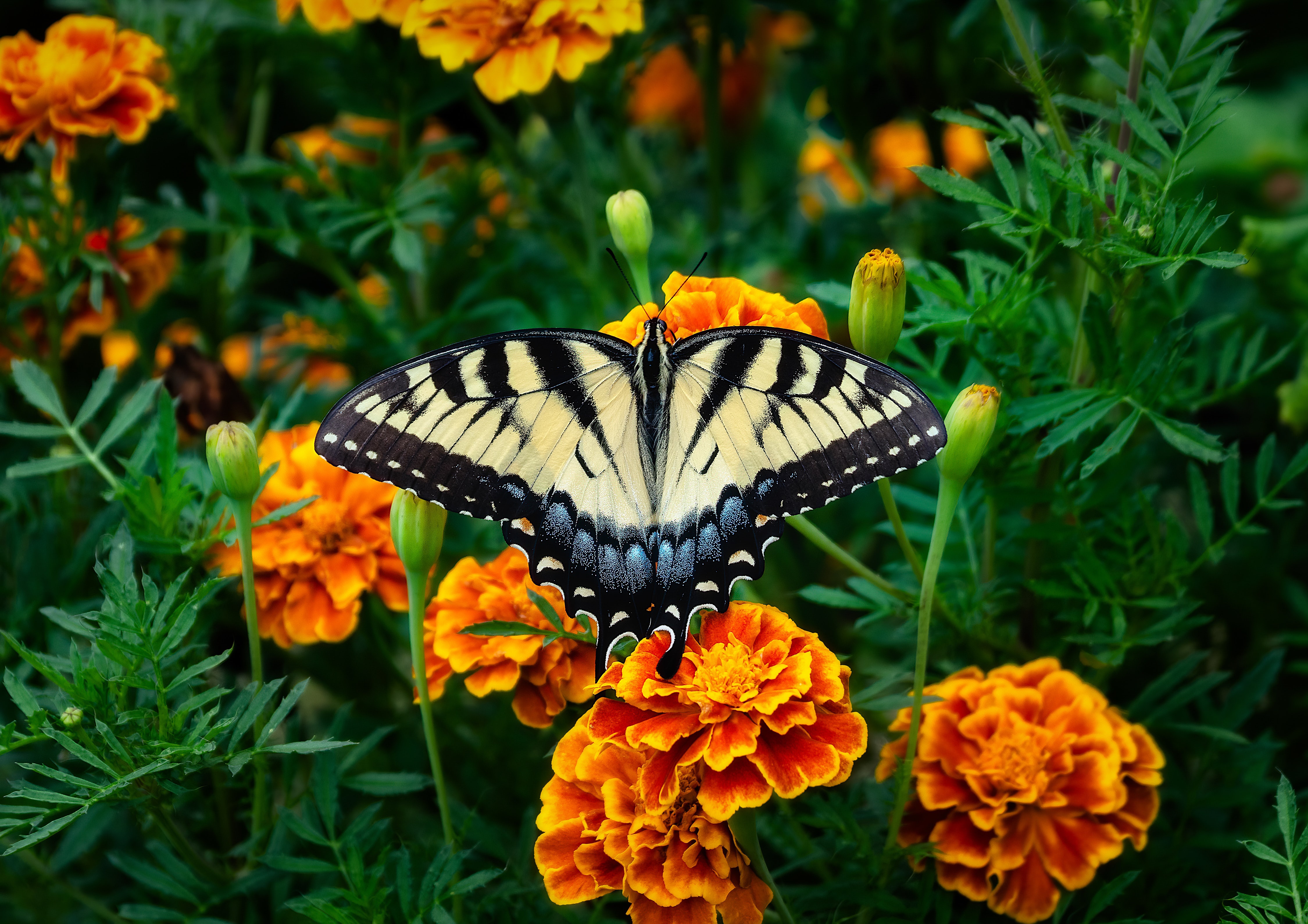 492120壁紙のダウンロード動物, アゲハチョウ, 蝶, 花, 虫, 大きい, マリーゴールド, 昆虫-スクリーンセーバーと写真を無料で