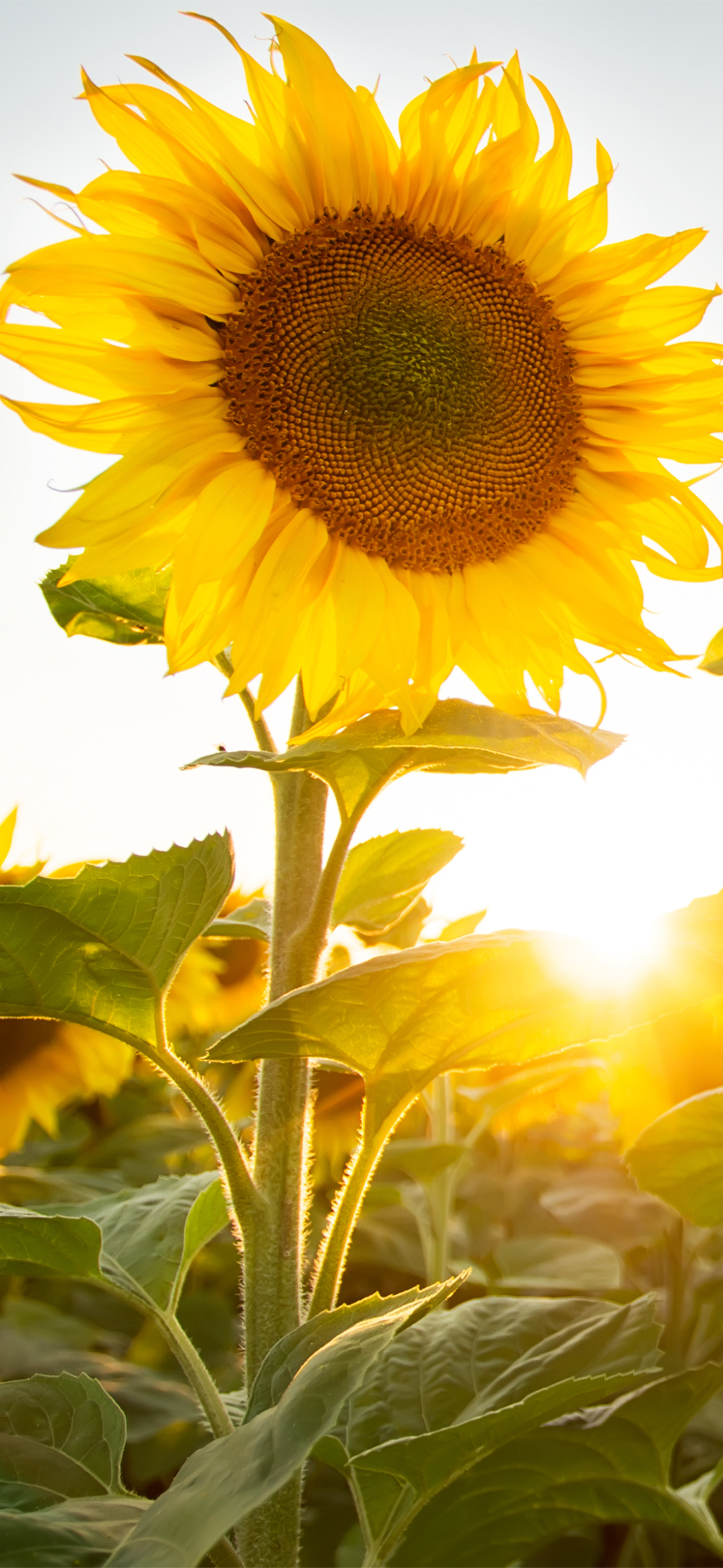 Download mobile wallpaper Nature, Flowers, Summer, Earth, Sunflower, Yellow Flower for free.