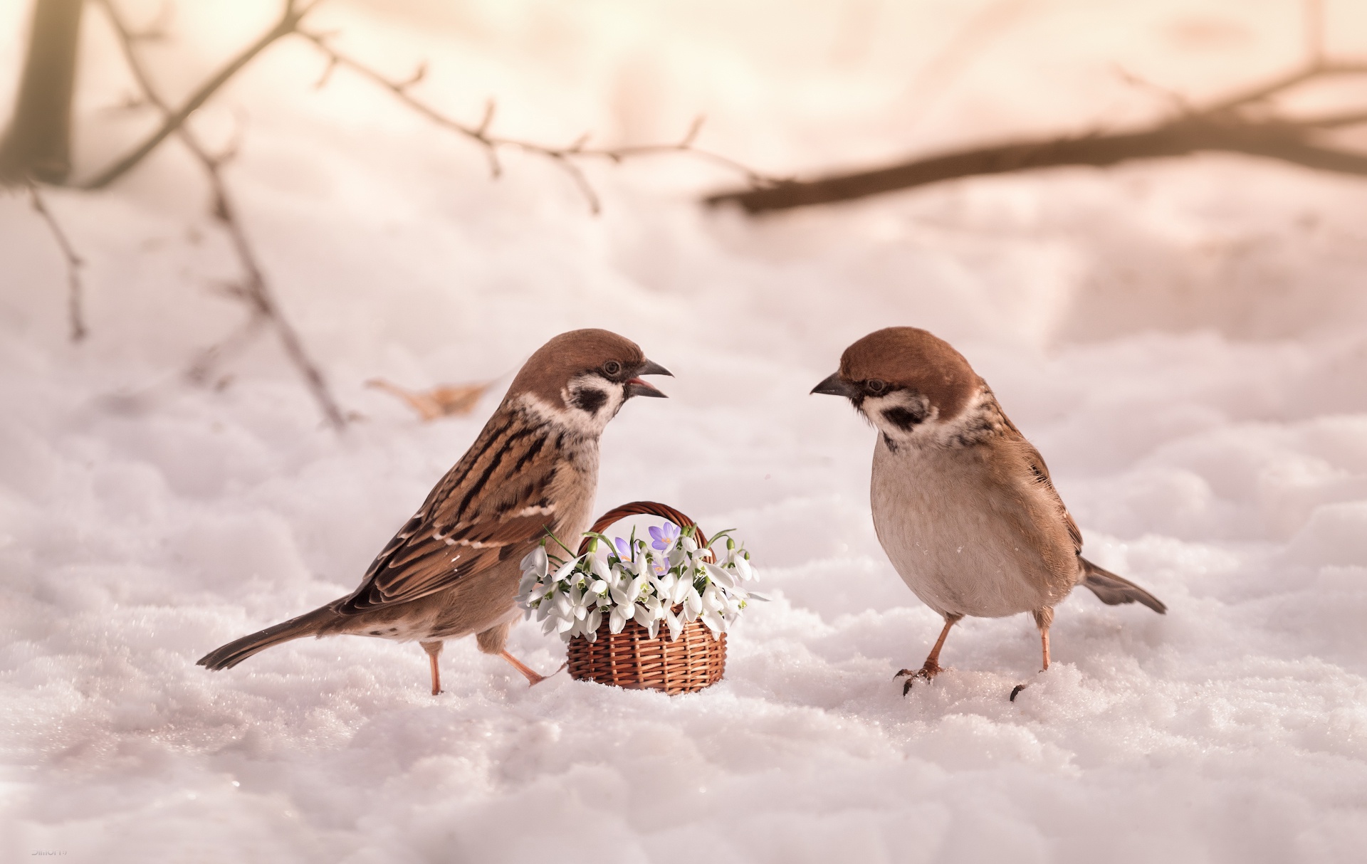PCデスクトップに動物, 鳥, 雪, スノードロップ, 花, バスケット, すずめ画像を無料でダウンロード