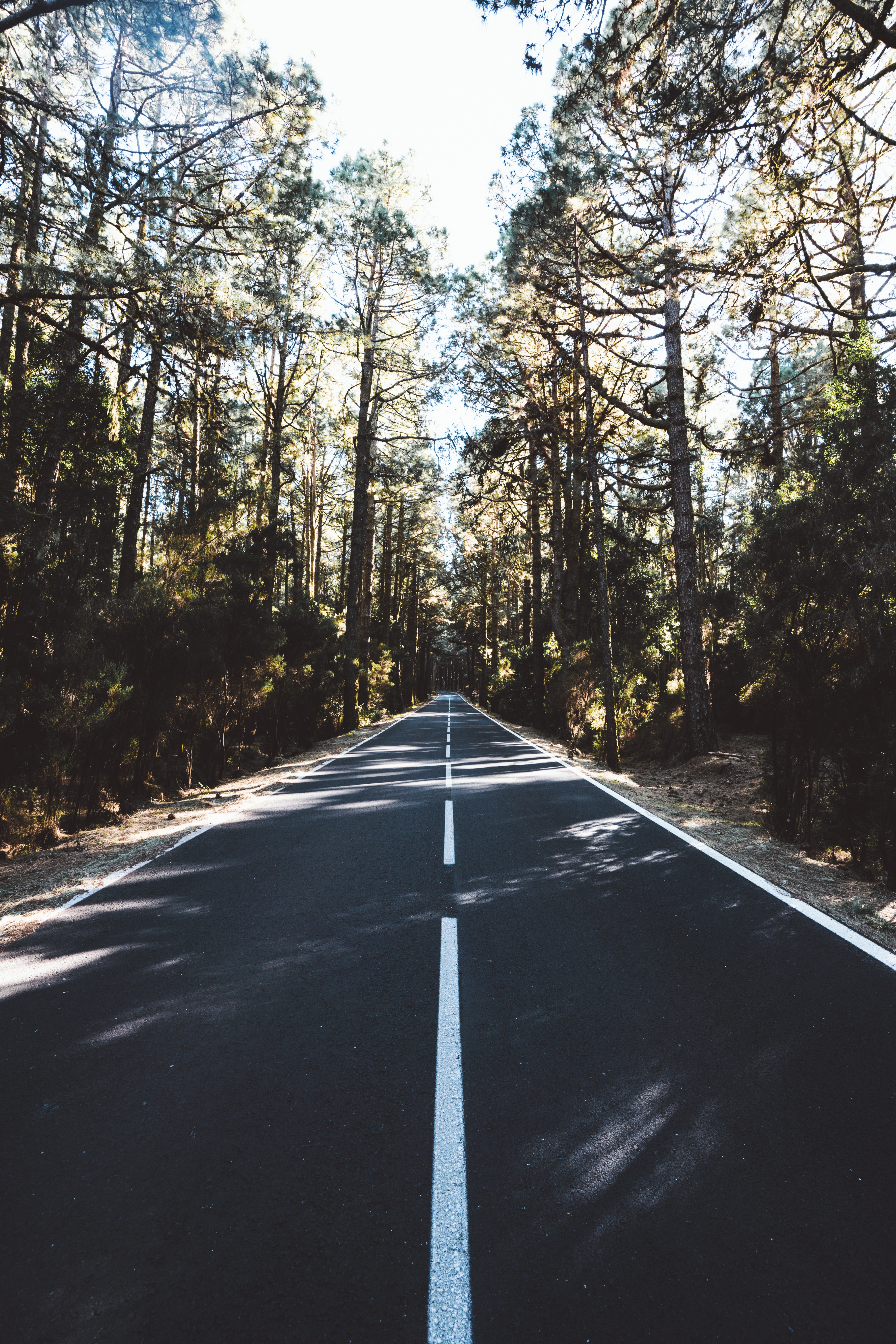 Download mobile wallpaper Dahl, Distance, Forest, Road, Trees, Markup, Nature for free.
