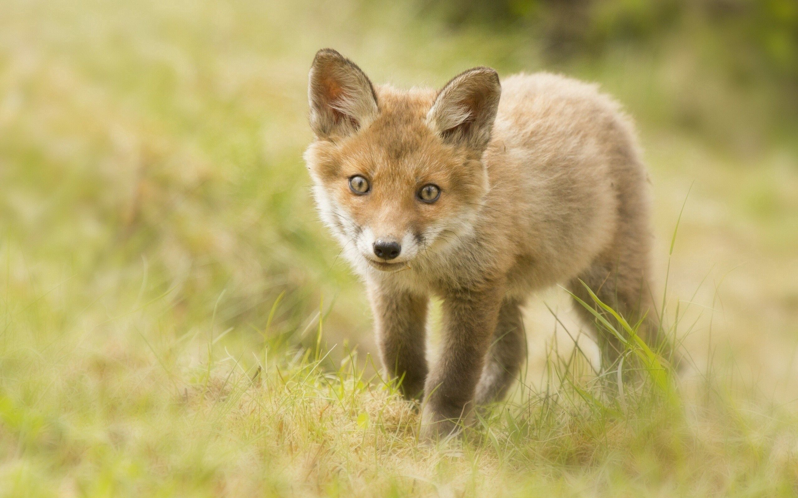 animals, grass, fox, young, sight, opinion, joey