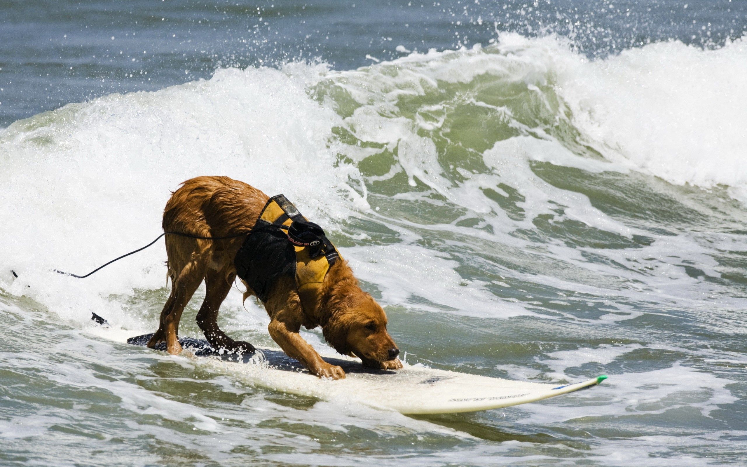 animals, water, sea, waves, serfing, dog, surf desktop HD wallpaper