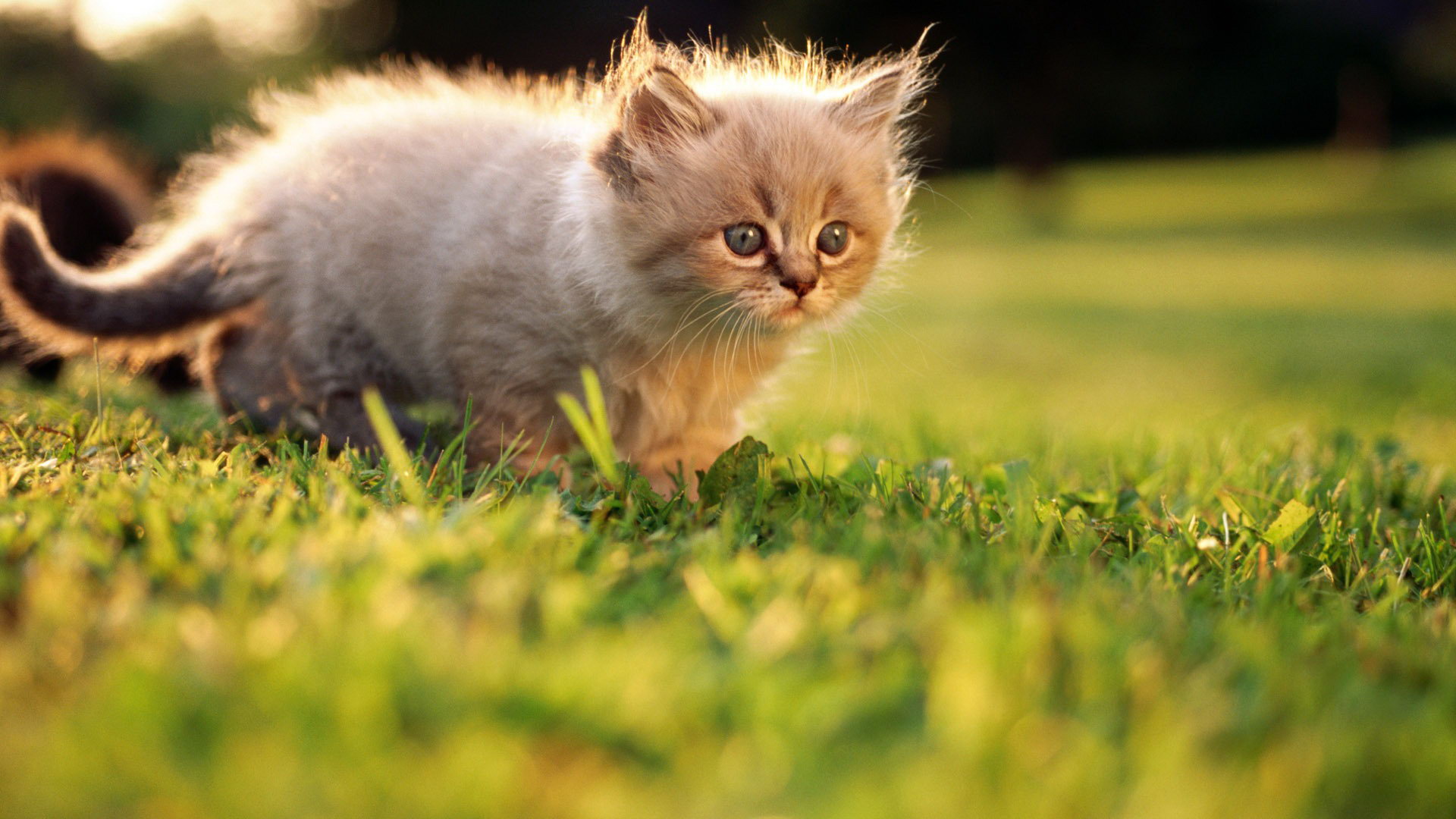 Laden Sie das Tiere, Katzen, Katze-Bild kostenlos auf Ihren PC-Desktop herunter