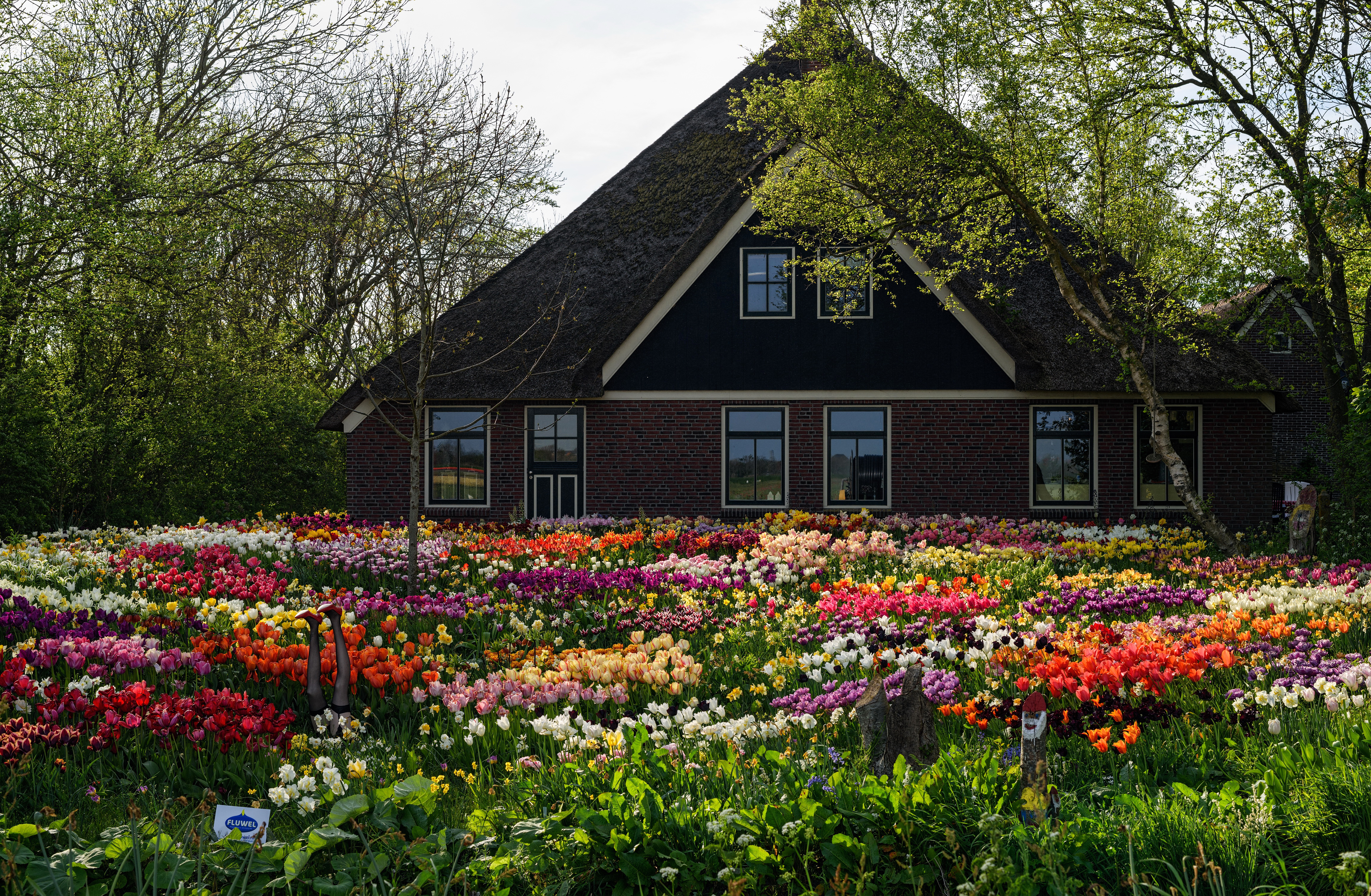 PCデスクトップに家, チューリップ, 花, 公園, オランダ, アムステルダム, マンメイド画像を無料でダウンロード