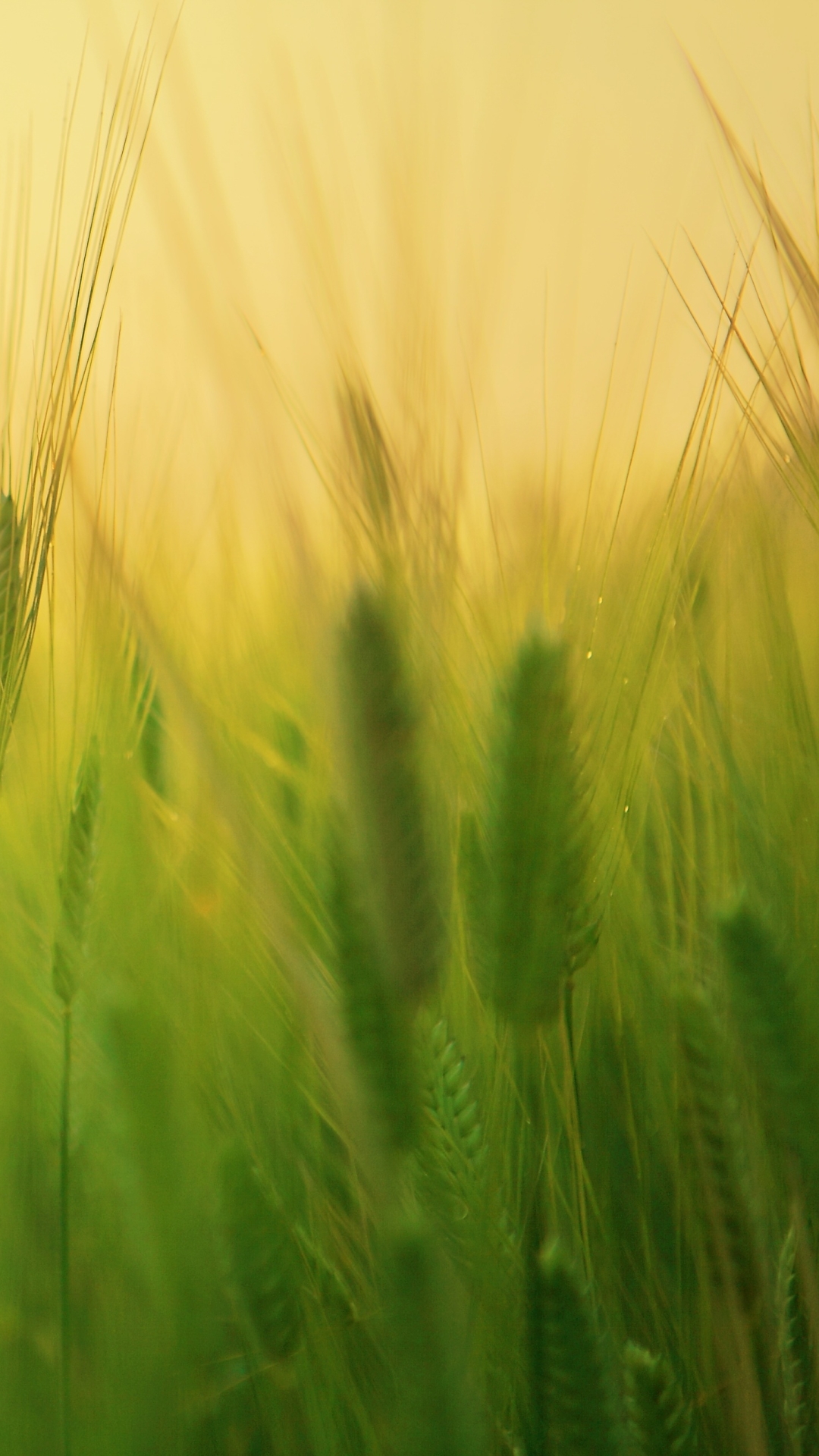 Handy-Wallpaper Natur, Sommer, Weizen, Sonnenaufgang, Erde/natur kostenlos herunterladen.