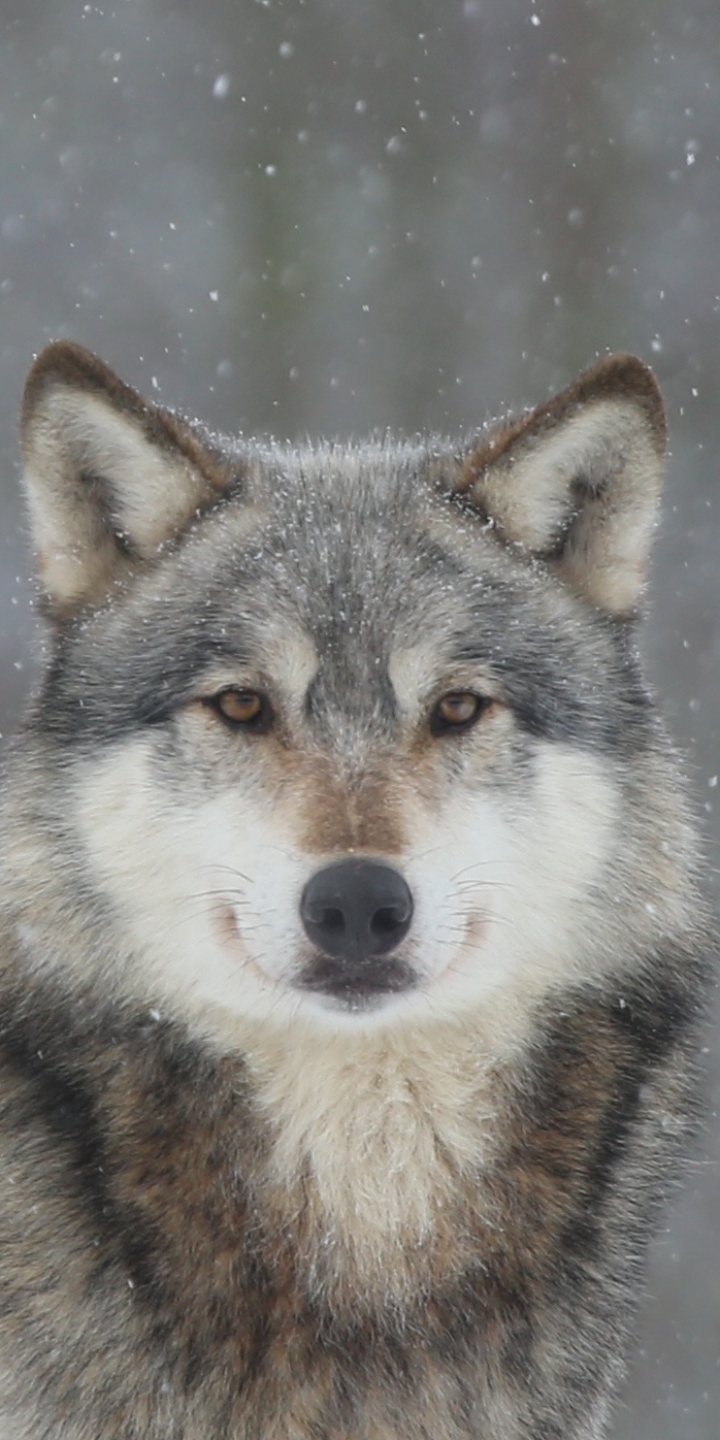 Baixar papel de parede para celular de Animais, Lobos, Inverno, Neve, Lobo, Olhar Fixamente gratuito.
