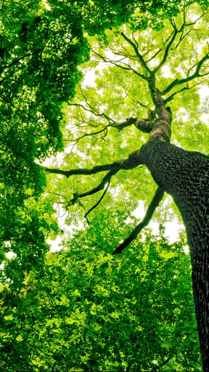 Baixar papel de parede para celular de Árvores, Árvore, Terra/natureza gratuito.