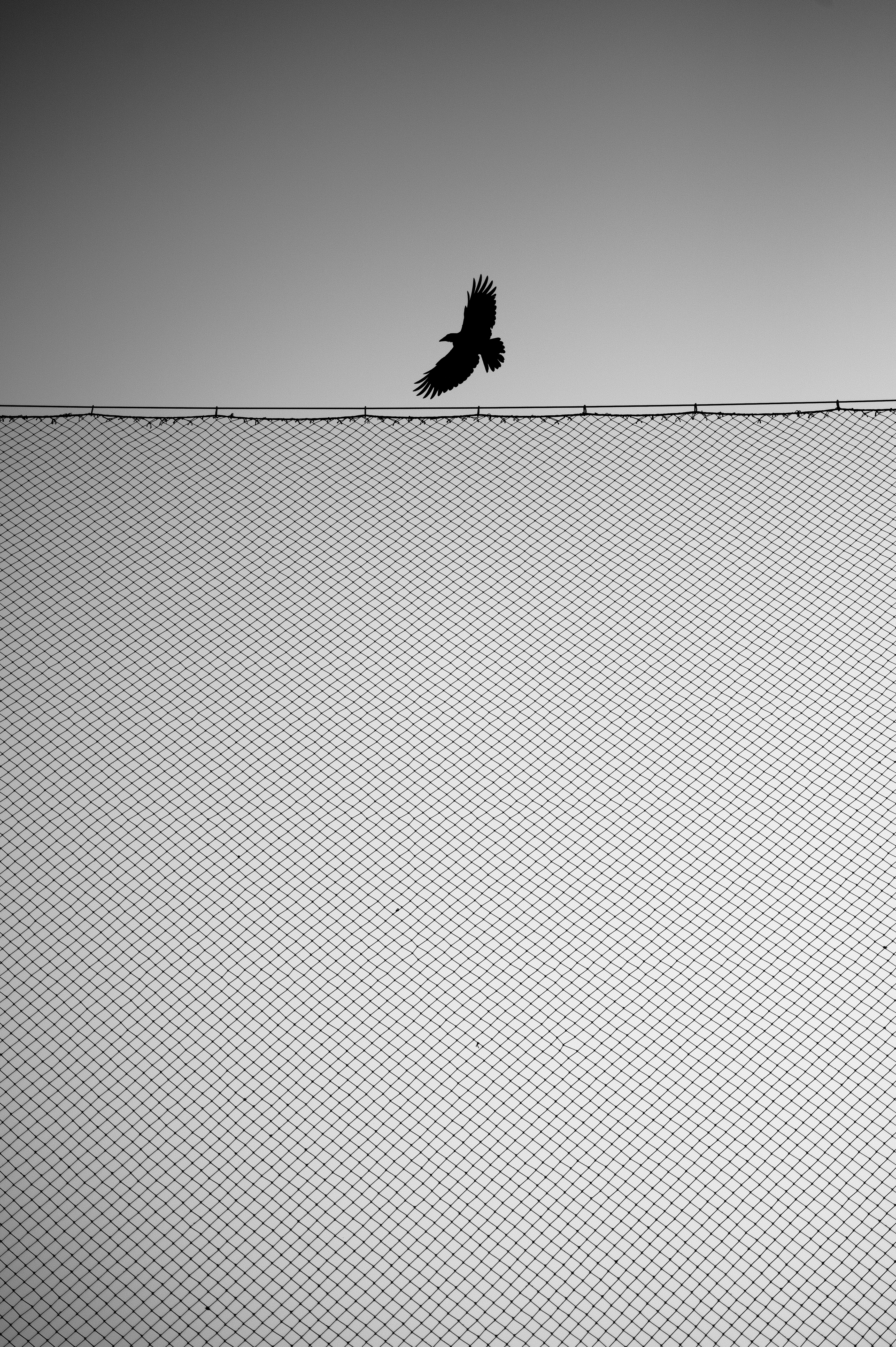 Download mobile wallpaper Fence, Miscellaneous, Chb, Miscellanea, Bird, Bw, Wings for free.