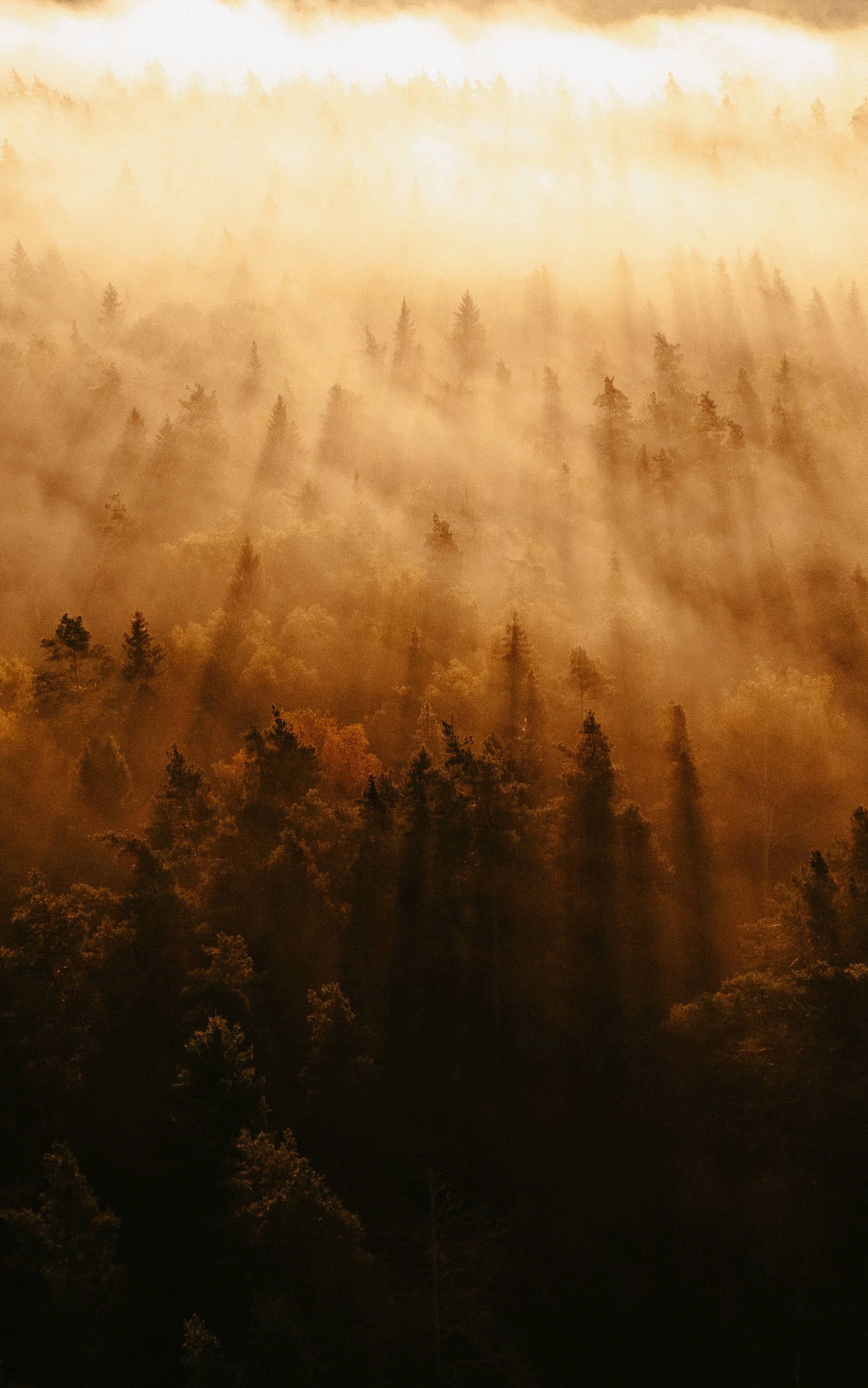 Download mobile wallpaper Forest, Fog, Earth, Sunbeam, Sunbean for free.