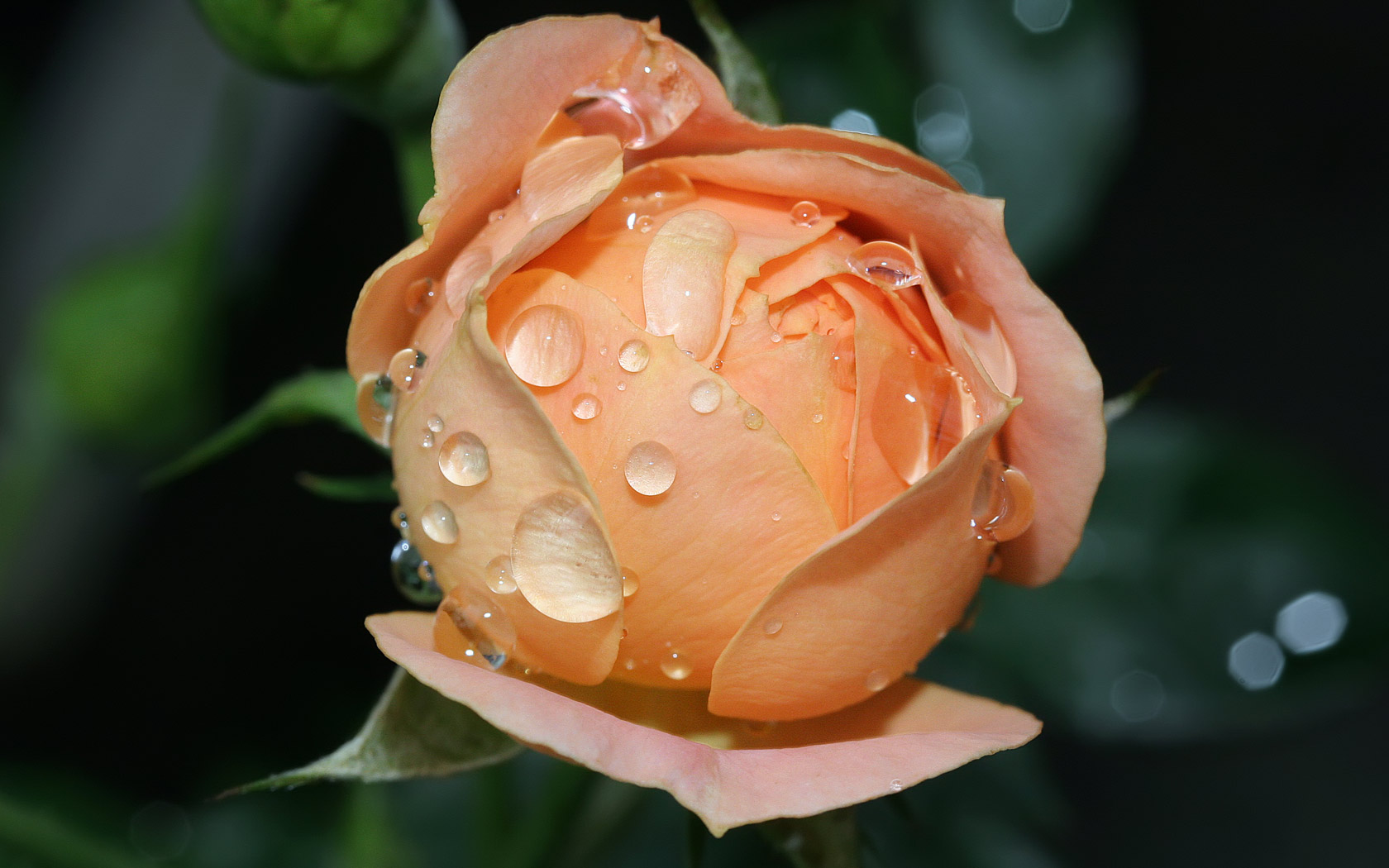 Baixe gratuitamente a imagem Flores, Rosa, Flor, Terra/natureza, Gota De Água na área de trabalho do seu PC