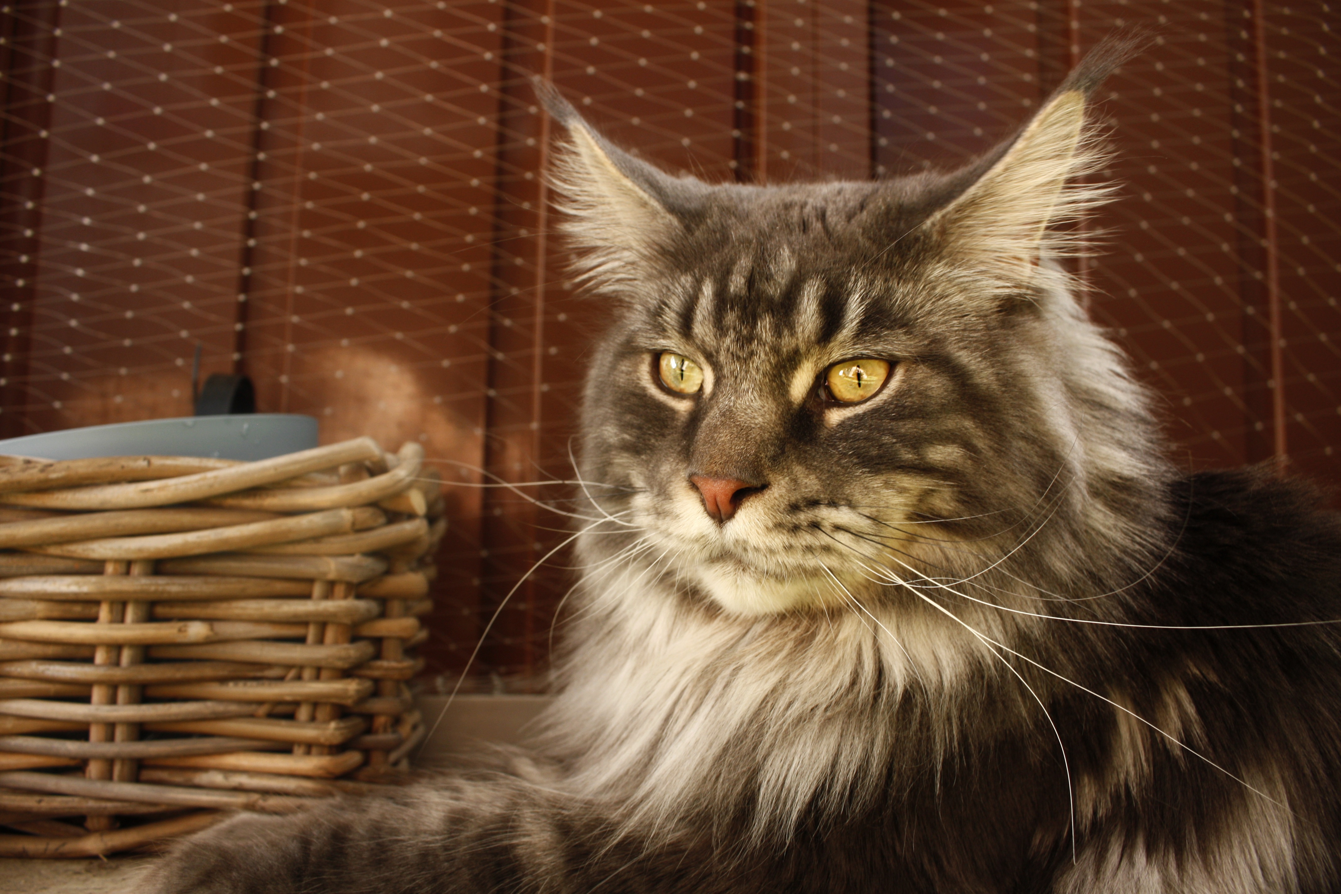 Free download wallpaper Cats, Cat, Animal, Maine Coon on your PC desktop