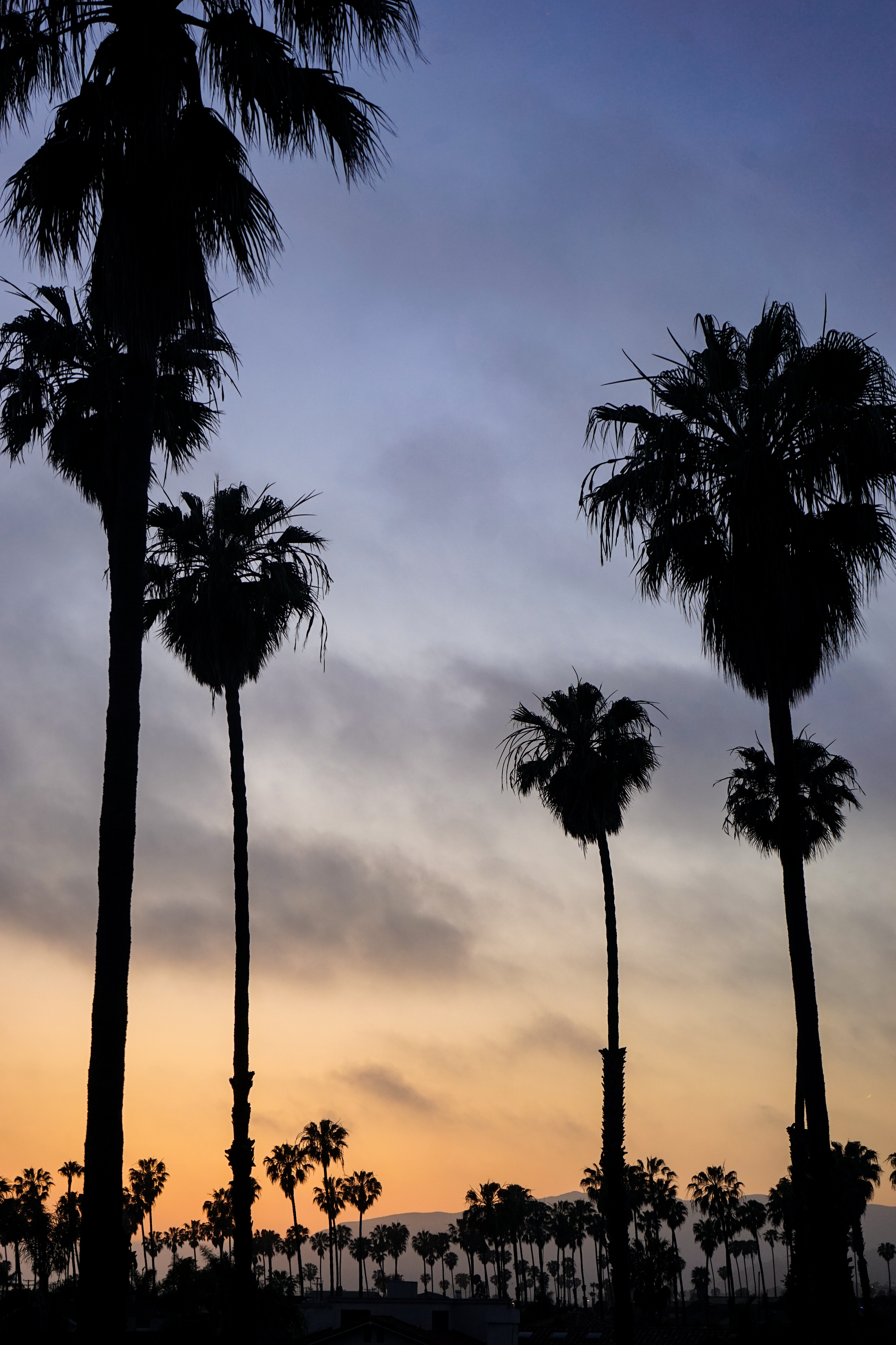 Download mobile wallpaper Sky, Nature, Sunset, Night, Palms, Tropics for free.