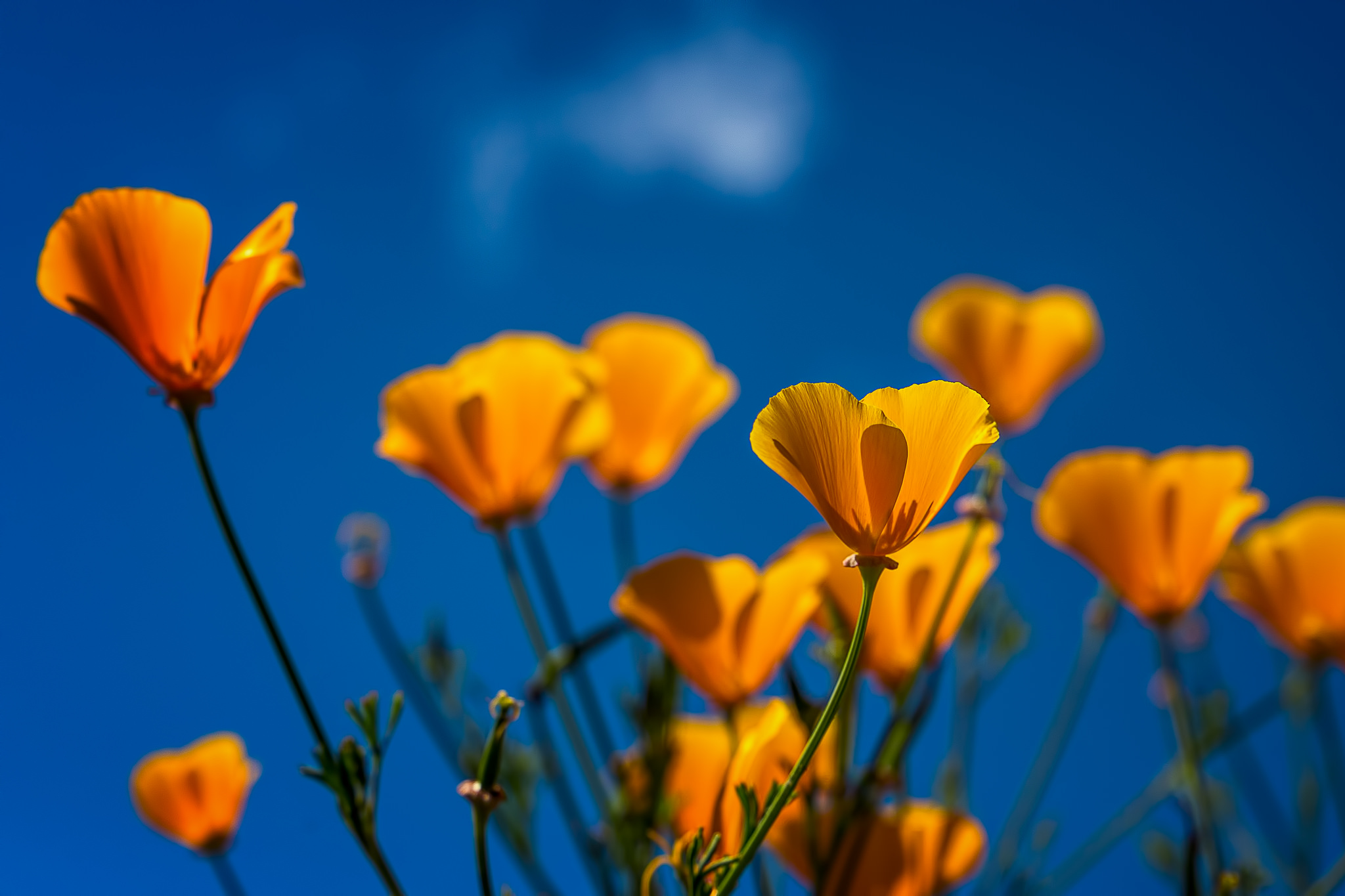 Laden Sie das Natur, Blumen, Mohn, Blume, Erde/natur, Orangene Blume-Bild kostenlos auf Ihren PC-Desktop herunter
