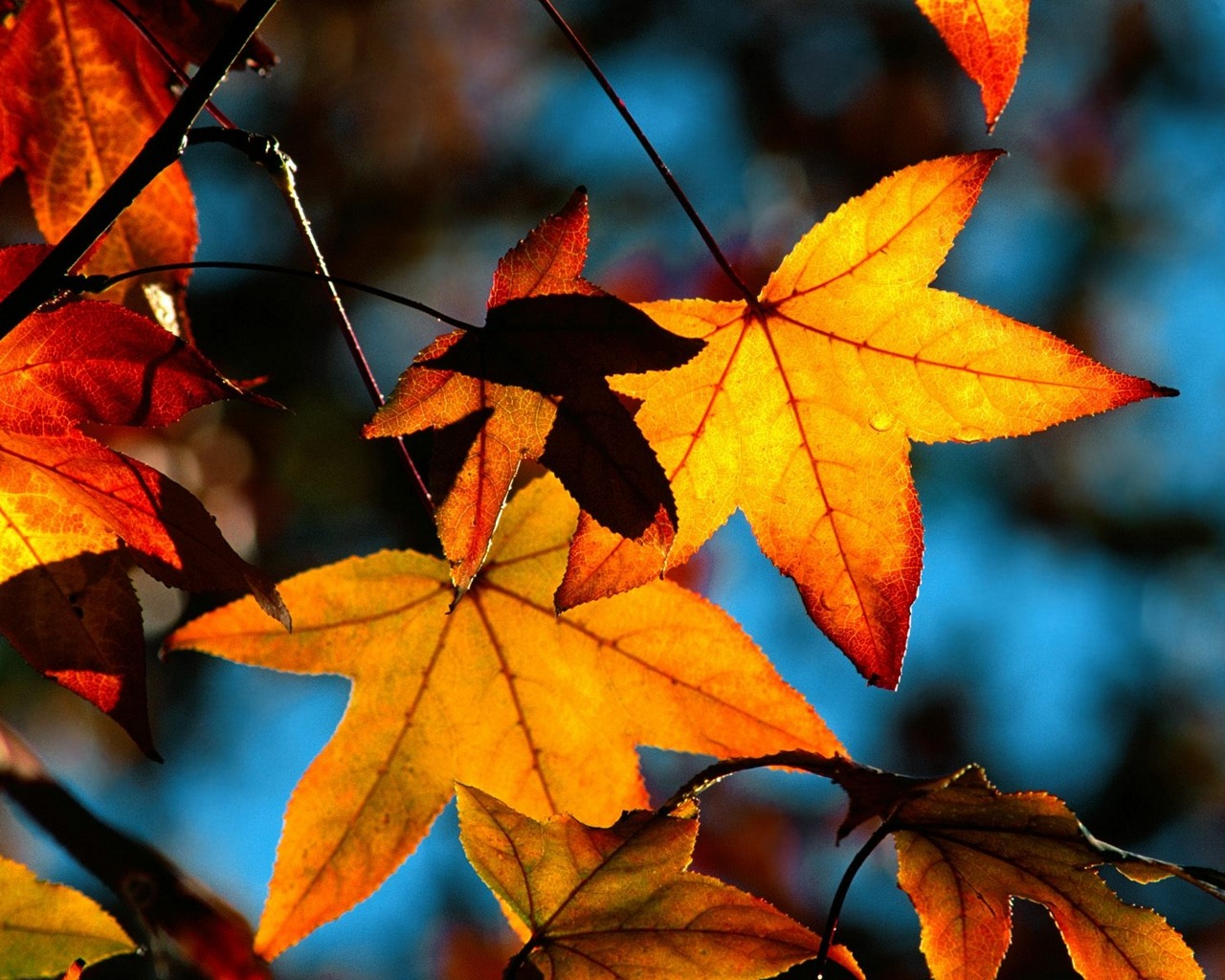 Handy-Wallpaper Blatt, Erde/natur kostenlos herunterladen.