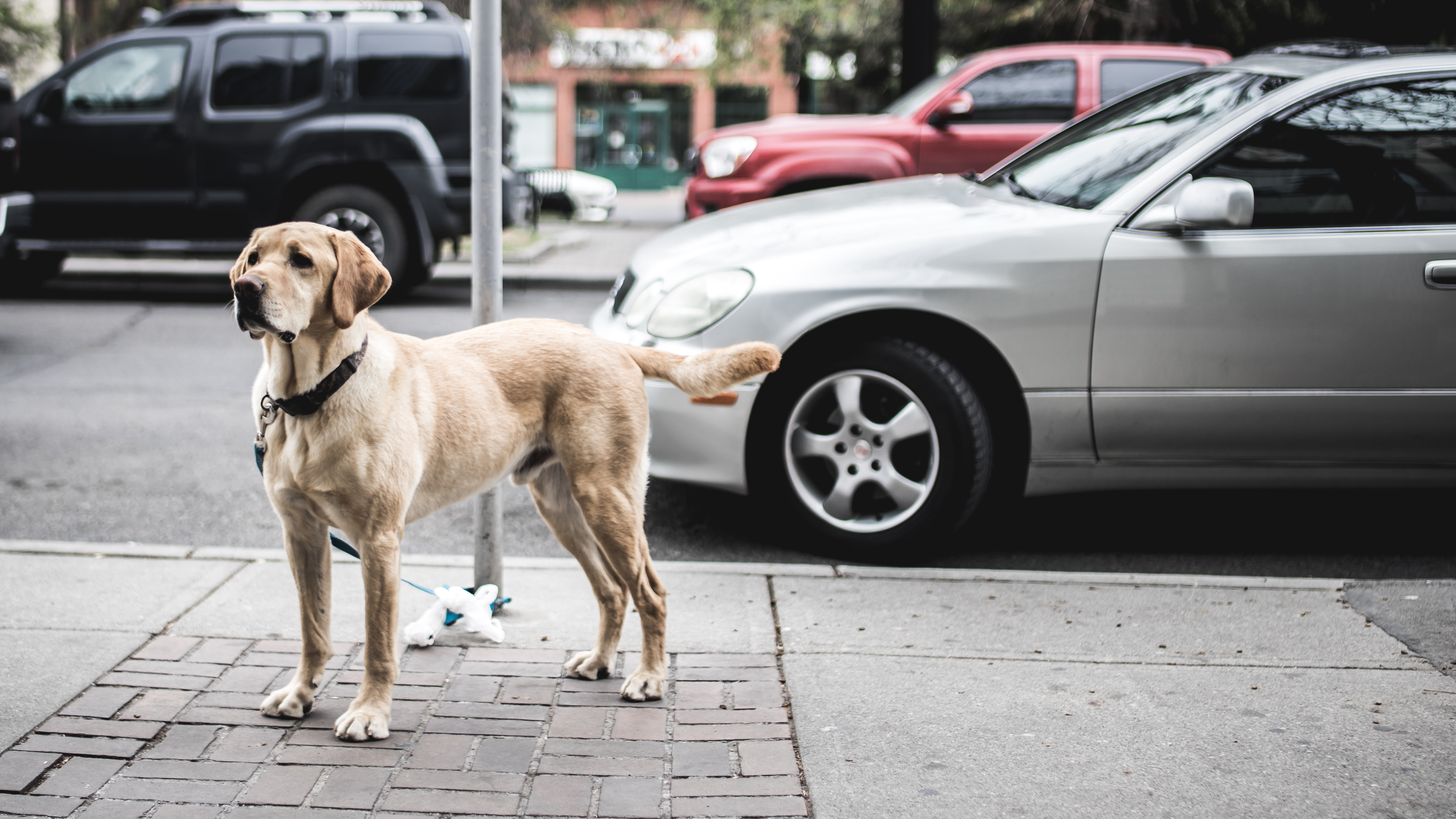 Download mobile wallpaper Street, Dog, City, Animals, Cars for free.
