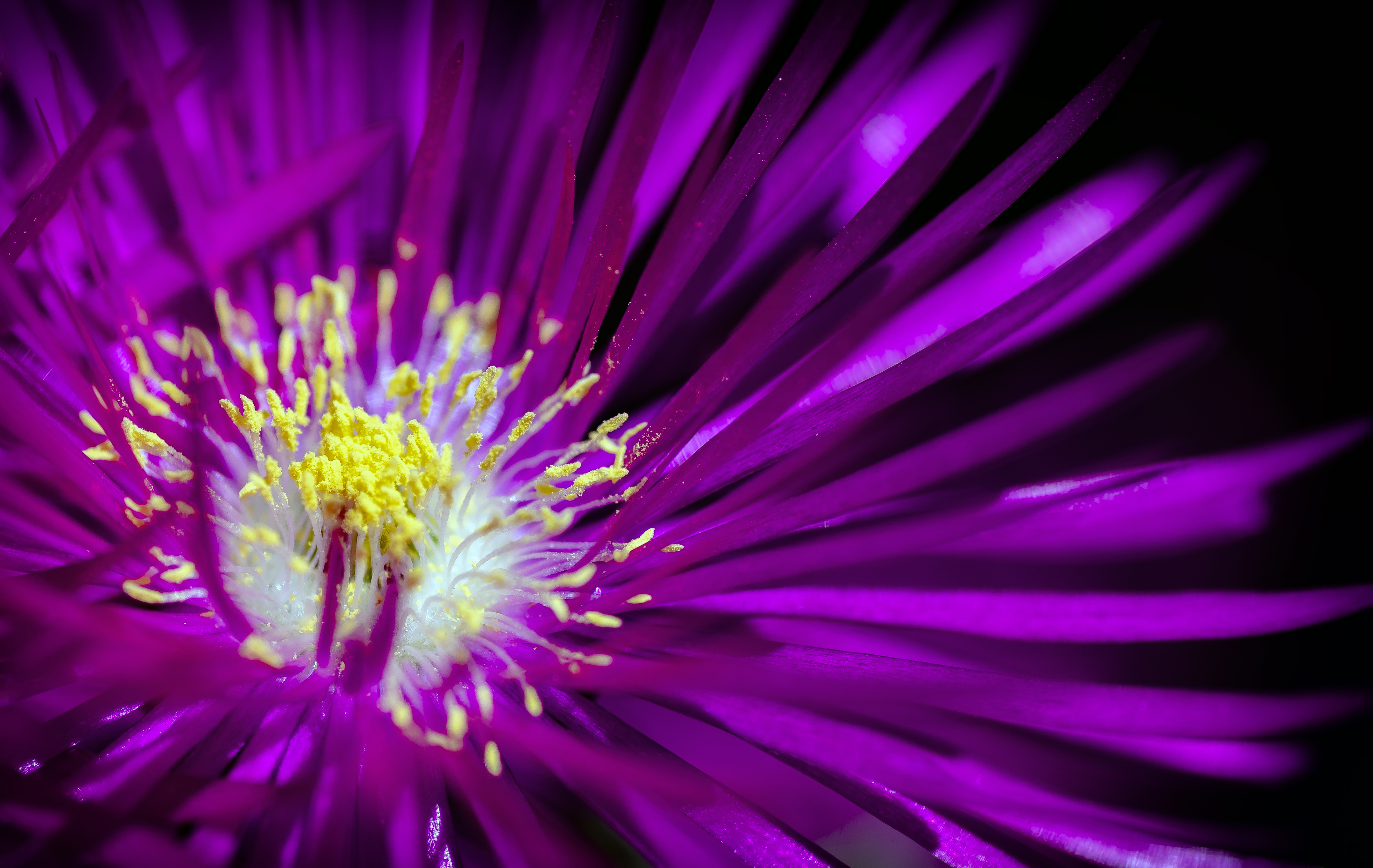 Laden Sie das Pollen, Blumen, Blütenblätter, Blume-Bild kostenlos auf Ihren PC-Desktop herunter