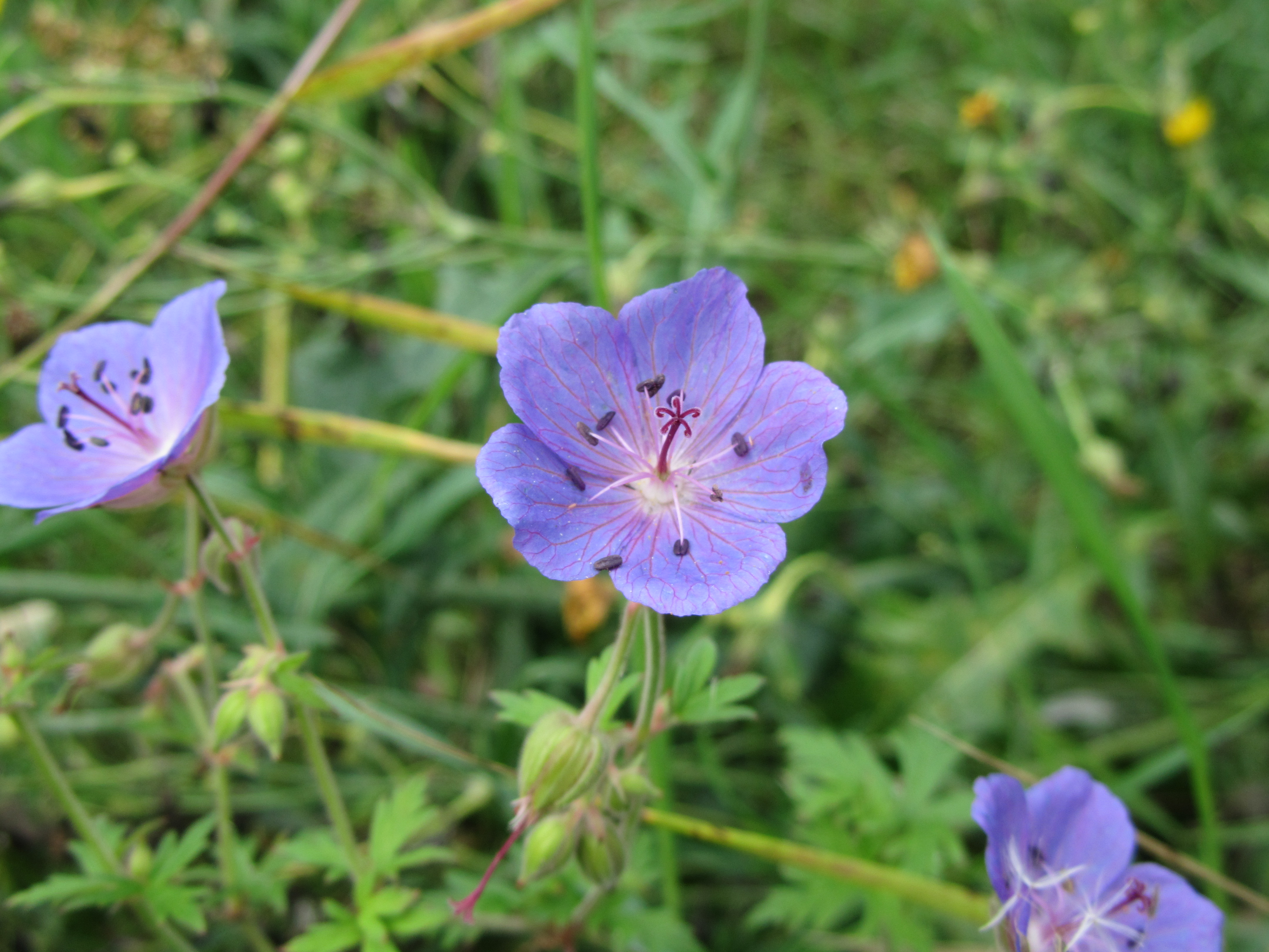 Téléchargez gratuitement l'image Fleurs, Fleur, Terre/nature sur le bureau de votre PC