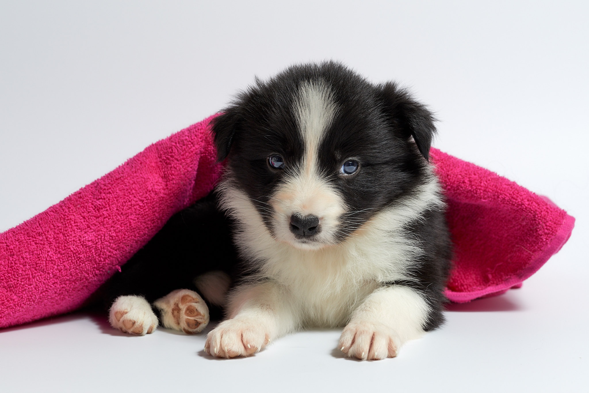 Download mobile wallpaper Dogs, Animal, Puppy, Portrait, Border Collie for free.