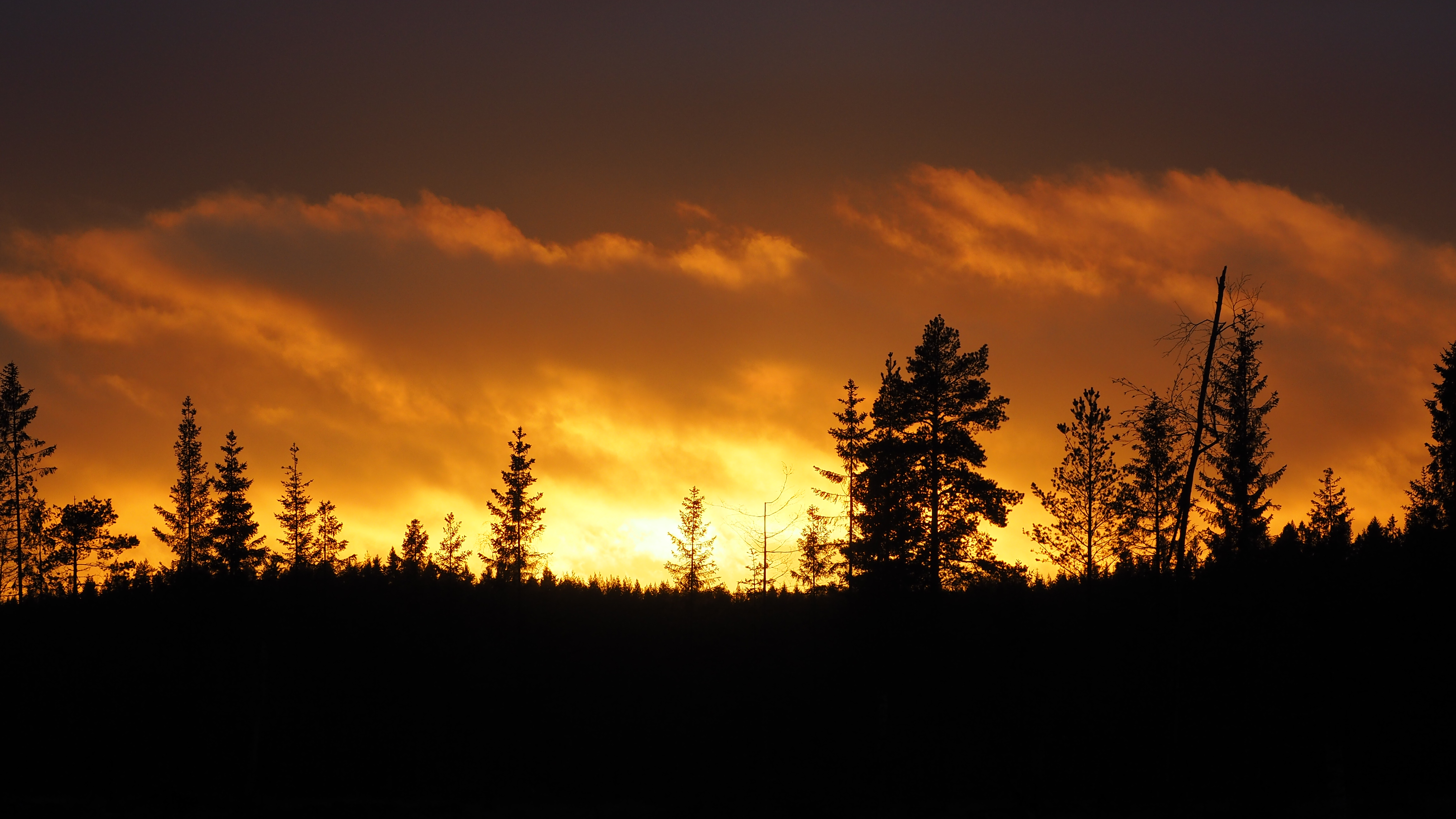 Laden Sie das Bäume, Sunset, Dämmerung, Twilight, Dunkel-Bild kostenlos auf Ihren PC-Desktop herunter