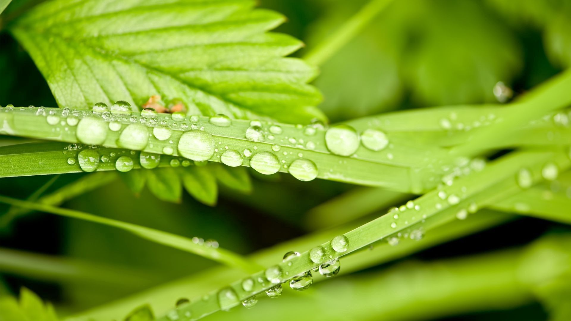 Laden Sie das Grass, Drops, Makro, Pflanze-Bild kostenlos auf Ihren PC-Desktop herunter