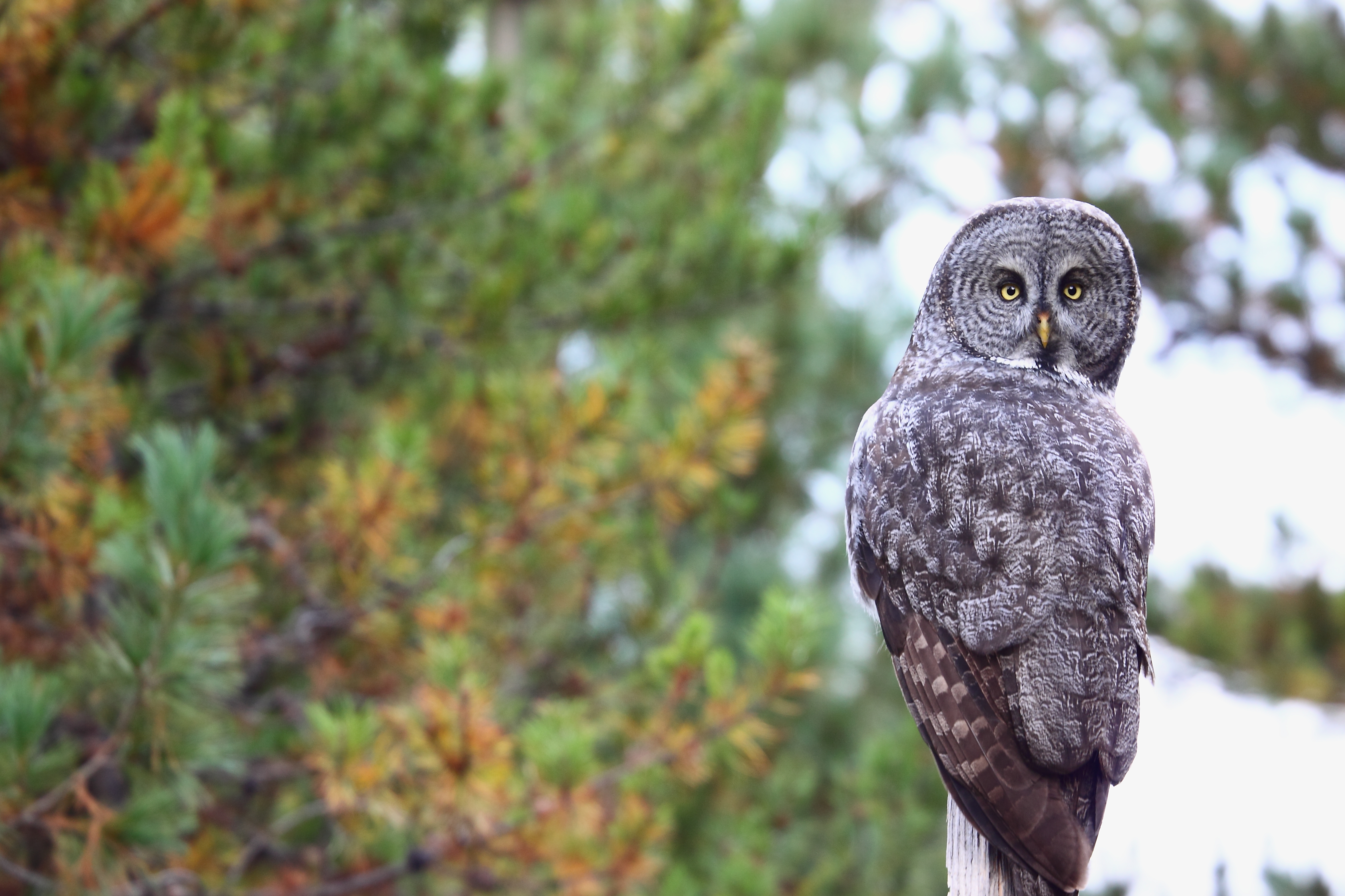 Download mobile wallpaper Sight, Opinion, Animals, Predator, Bird, Feather, Owl for free.