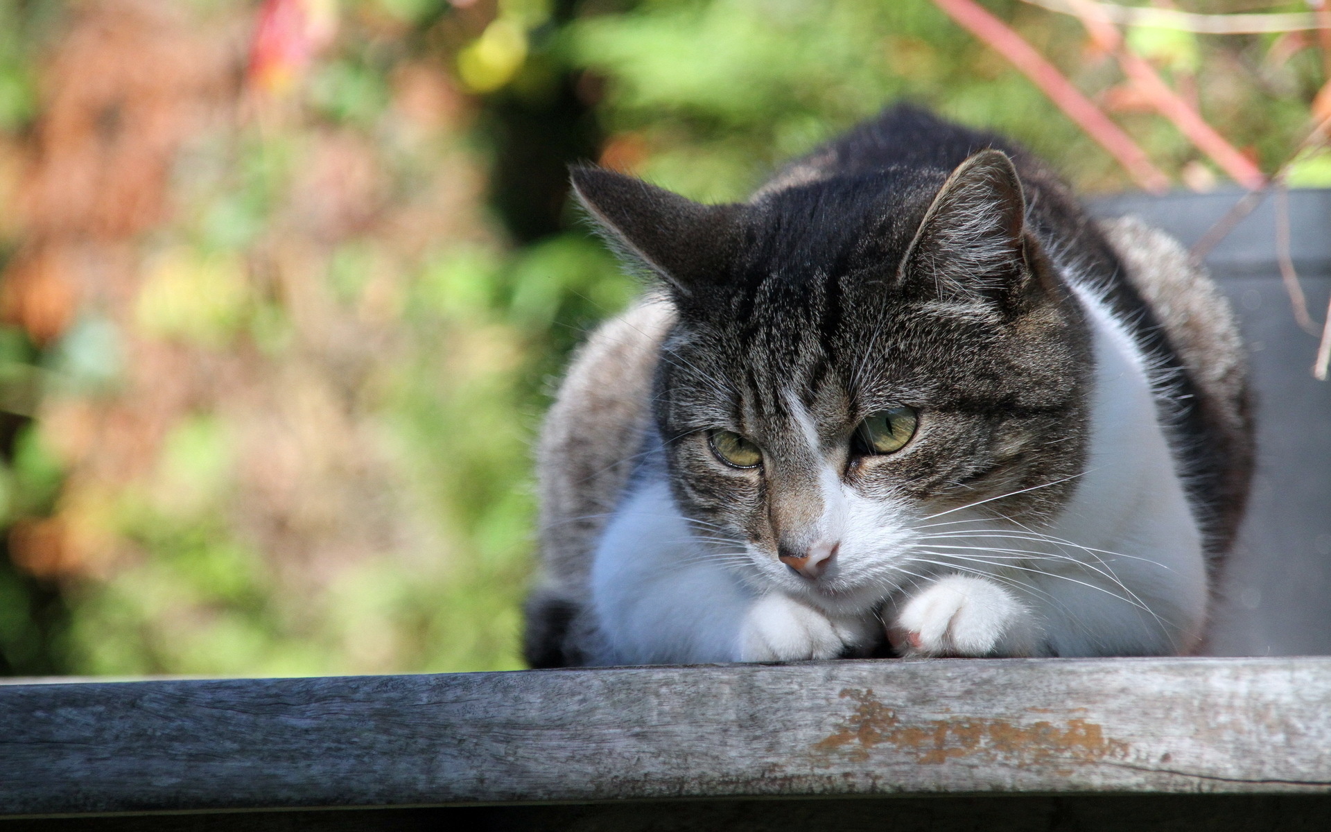 Laden Sie das Tiere, Katze-Bild kostenlos auf Ihren PC-Desktop herunter