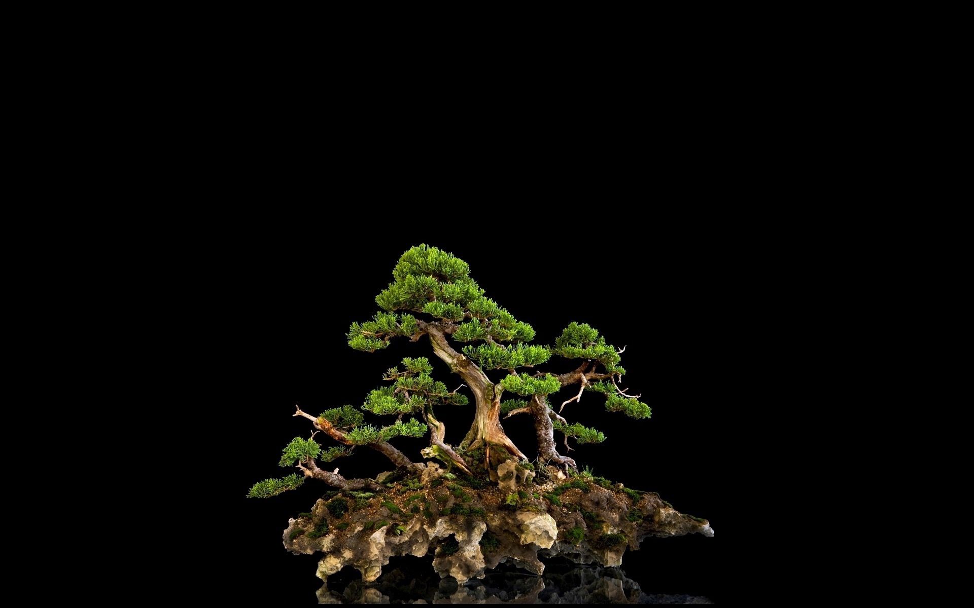 97947 télécharger le fond d'écran bonsaï, nature, bois, arbre, fond noir - économiseurs d'écran et images gratuitement