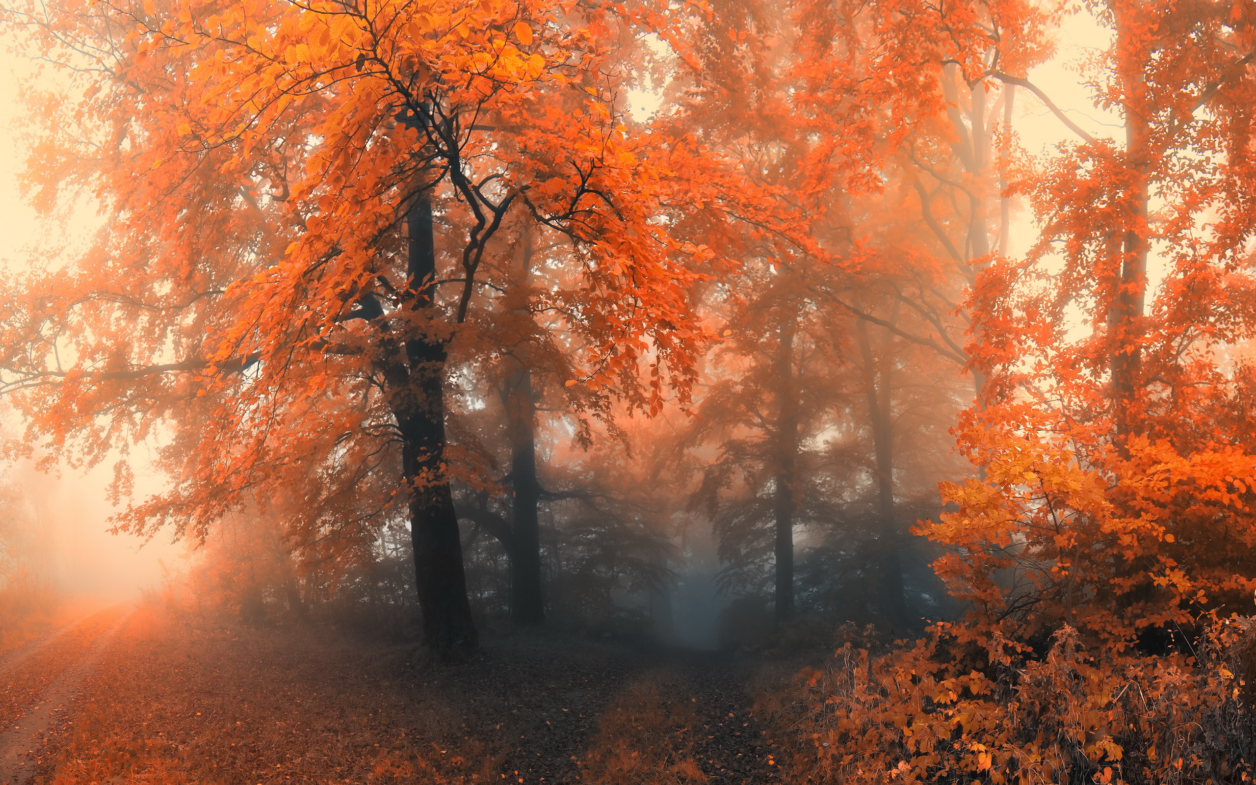 Скачать картинку Осень, Дорога, Лес, Дерево, Туман, Земля/природа, Оранжевый Цвет) в телефон бесплатно.